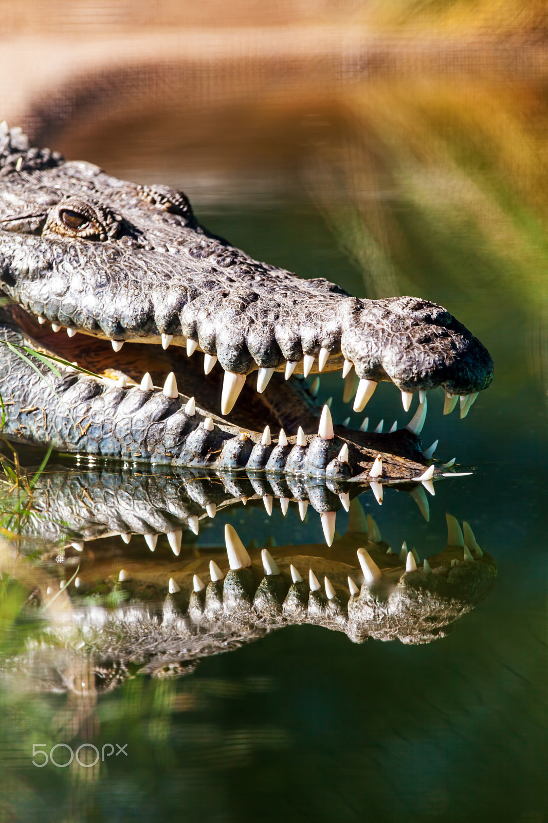 Canon EOS 5D Mark II + Canon EF 300mm F2.8L IS USM sample photo. Crocodile with sharp teeth photography