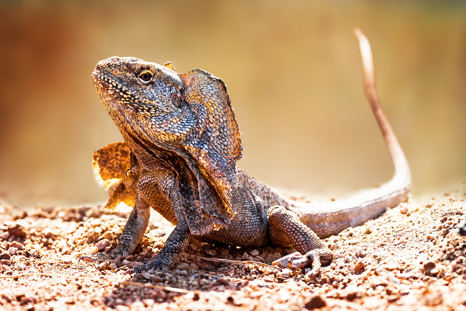 Canon EF 300mm F2.8L IS USM sample photo. Closeup of alert frilled neck lizard photography
