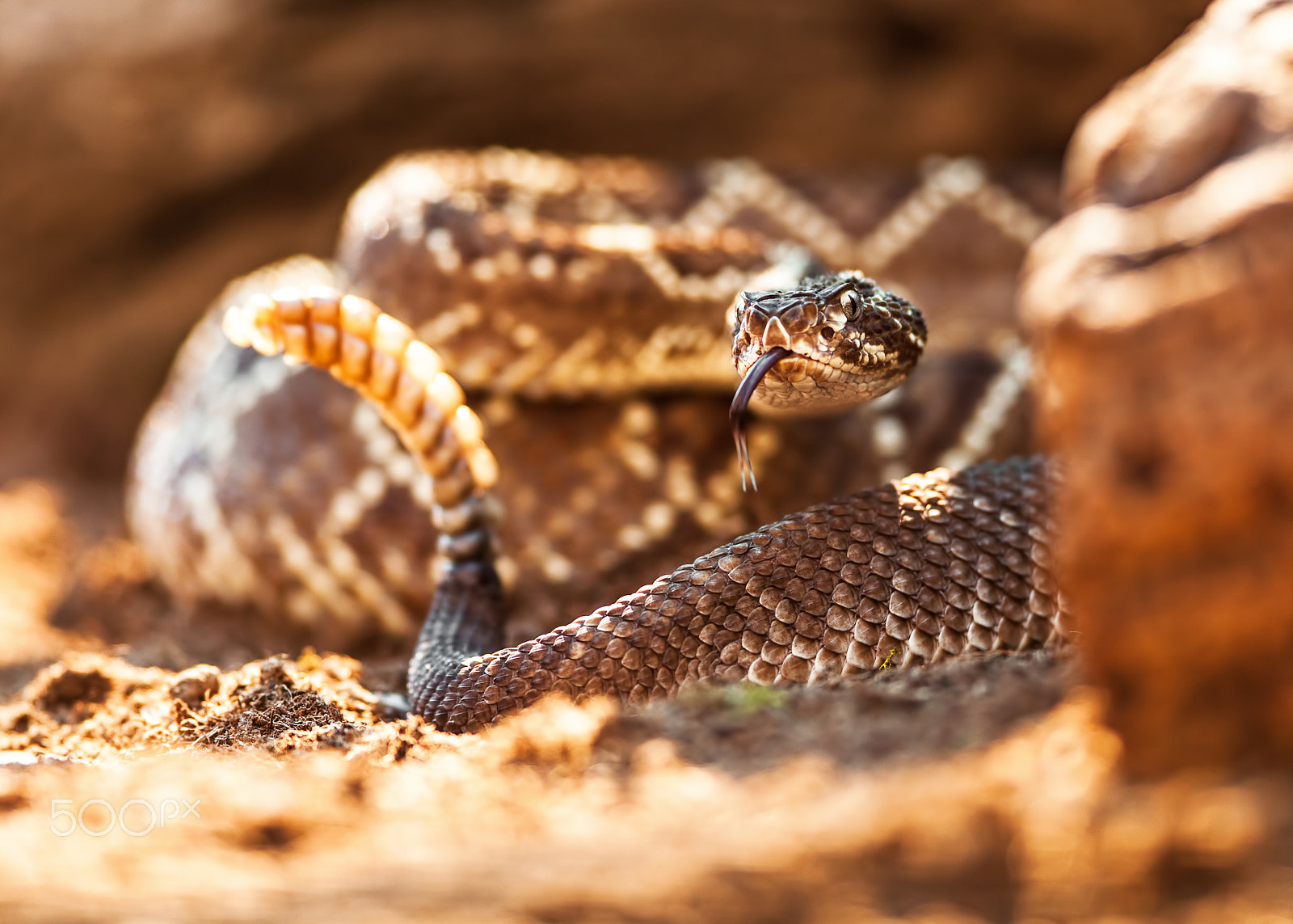 Canon EF 300mm F2.8L IS USM sample photo. Rattlesnake on ground photography