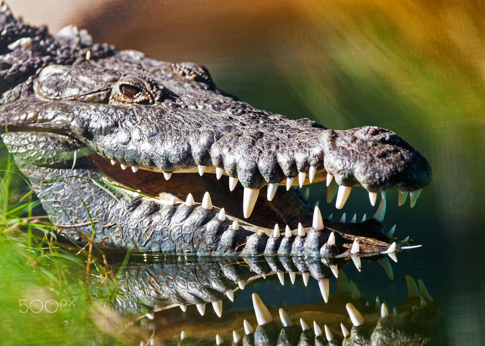 Canon EOS 5D Mark II + Canon EF 300mm F2.8L IS USM sample photo. Dangerous american crocodile in water photography
