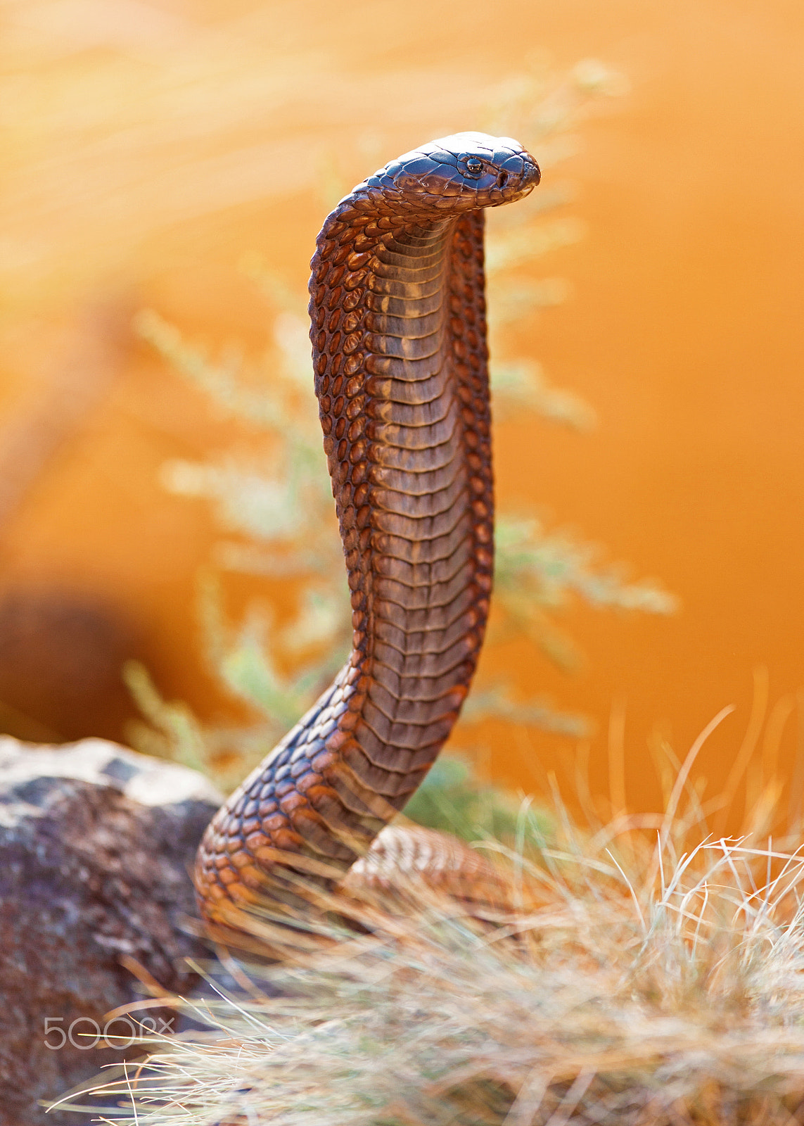 Canon EF 300mm F2.8L IS USM sample photo. Venomous cobra on rock photography