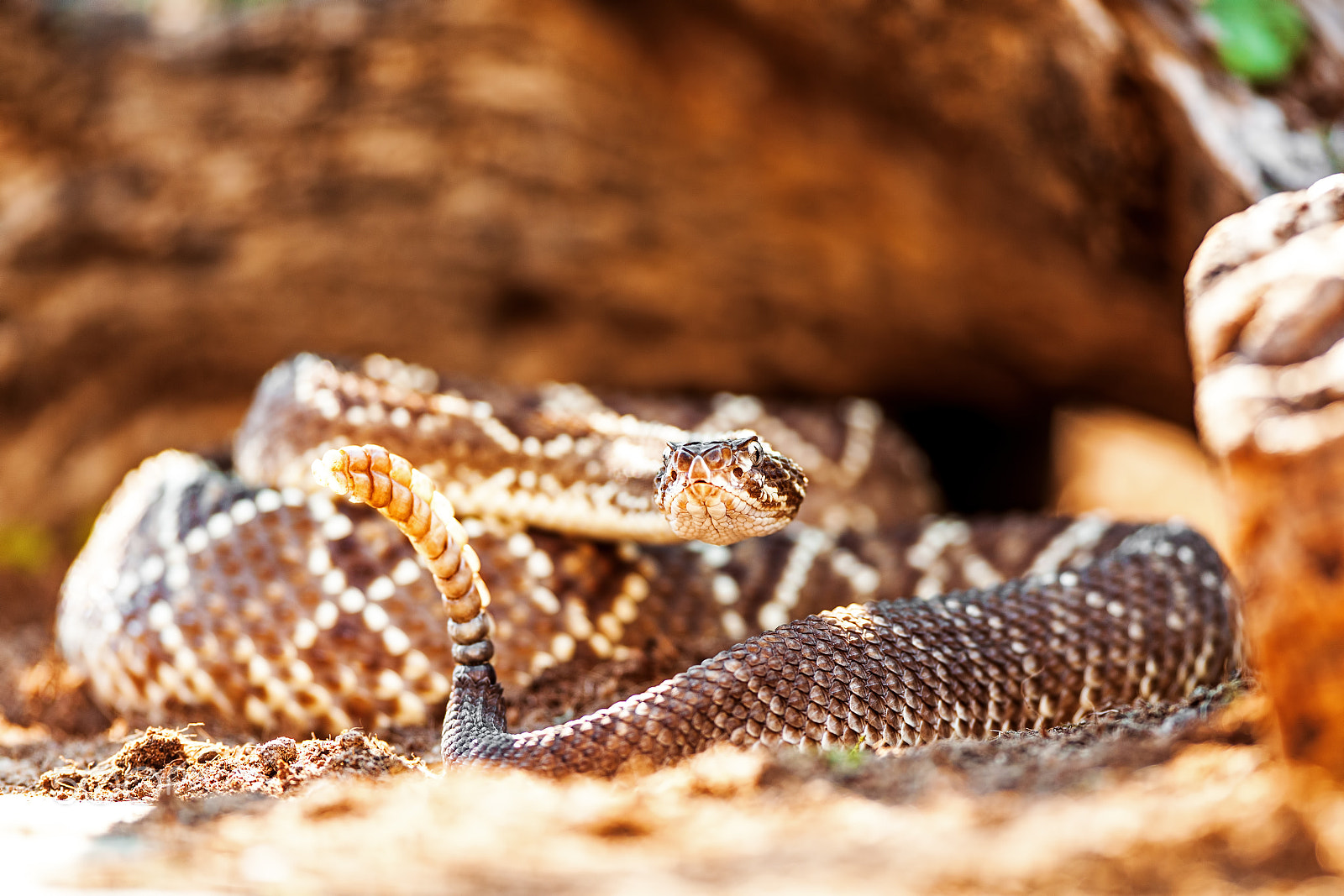 Canon EOS 5D Mark II + Canon EF 300mm F2.8L IS USM sample photo. Venomous south american rattlesnake by rock photography