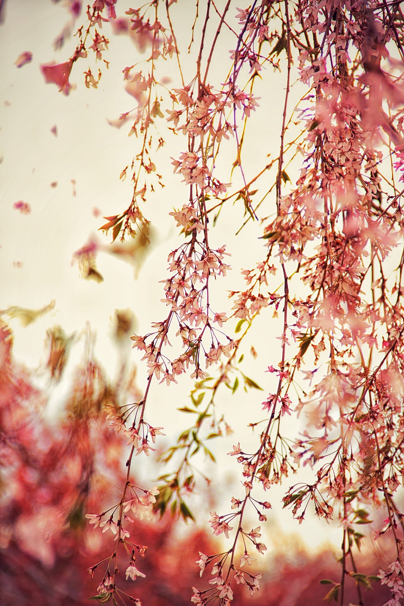 Canon EF-S 18-135mm F3.5-5.6 IS sample photo. Cherry blossoms photography