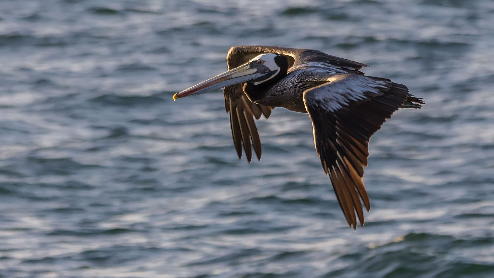 Pentax K-r + Sigma 150-500mm F5-6.3 DG OS HSM sample photo. Fying to the sunset photography