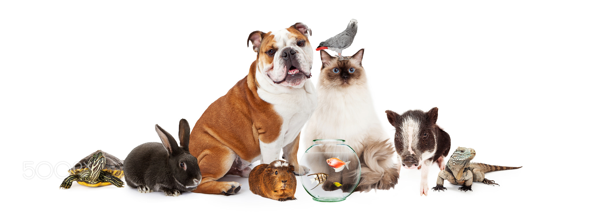 Collection of Domestic Pets Together