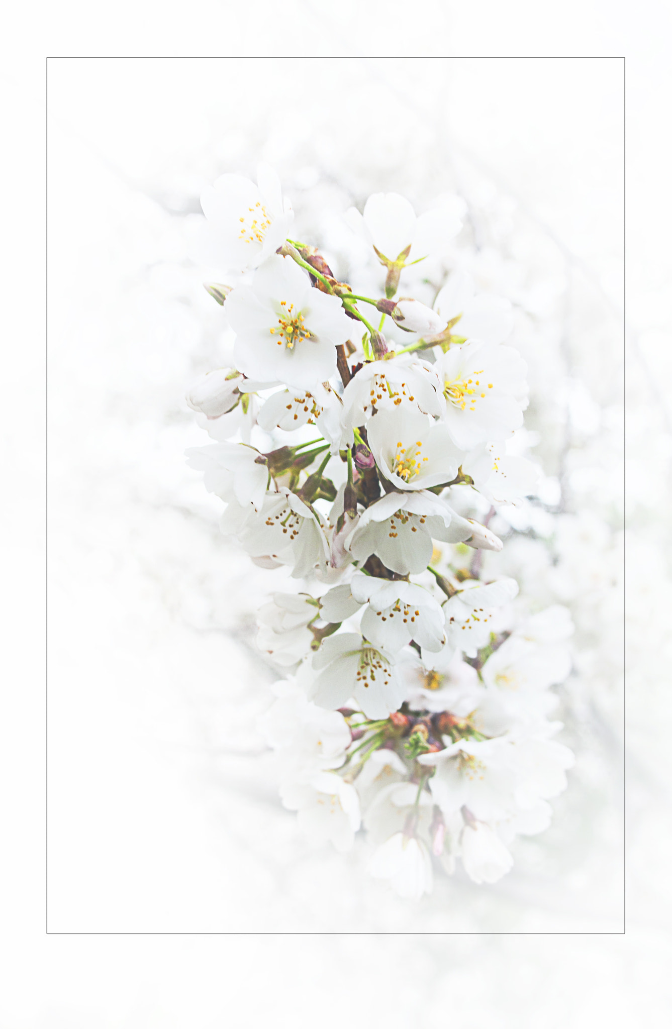 Canon EOS 40D + Canon EF 24mm F2.8 sample photo. Cherry blossom photography