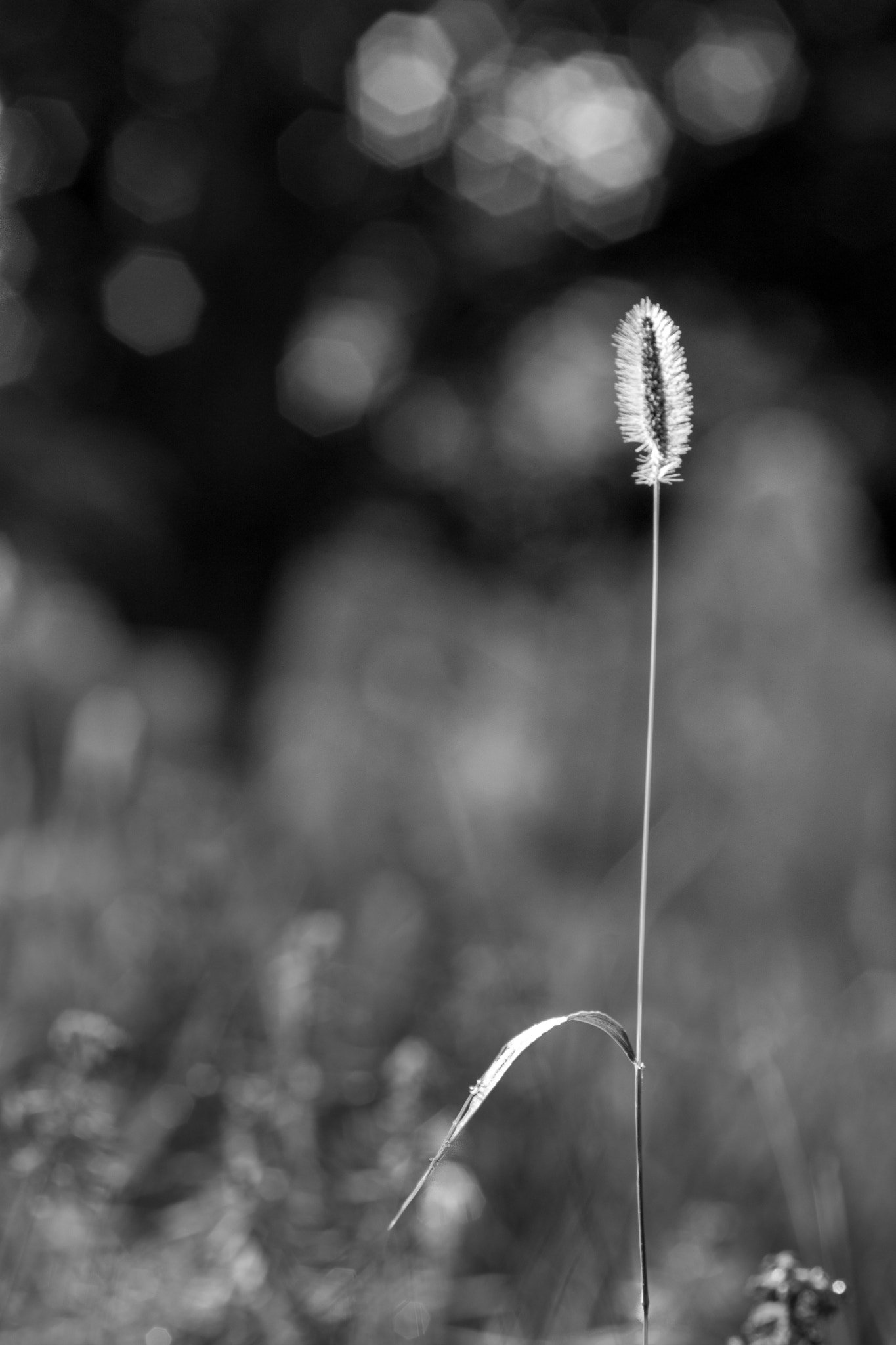 Nikon D7100 + AF Zoom-Nikkor 70-210mm f/4 sample photo. Grass photography