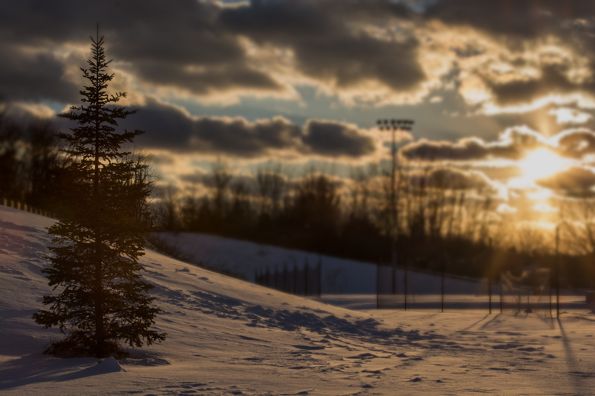 AF Zoom-Nikkor 28-85mm f/3.5-4.5 sample photo. Evergreen photography