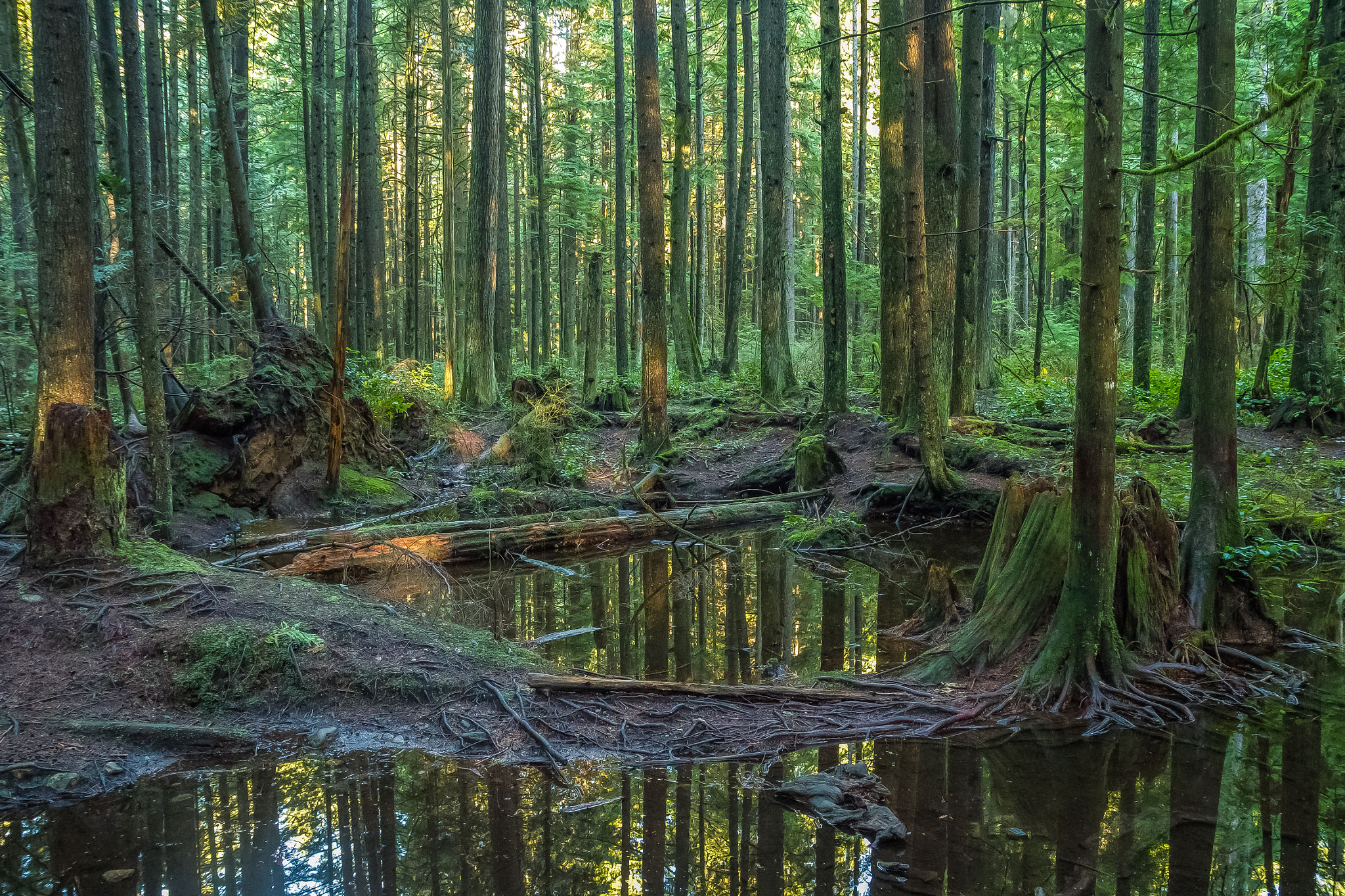 Sigma 17-70mm F2.8-4 DC Macro OS HSM sample photo. Woods between worlds ii photography
