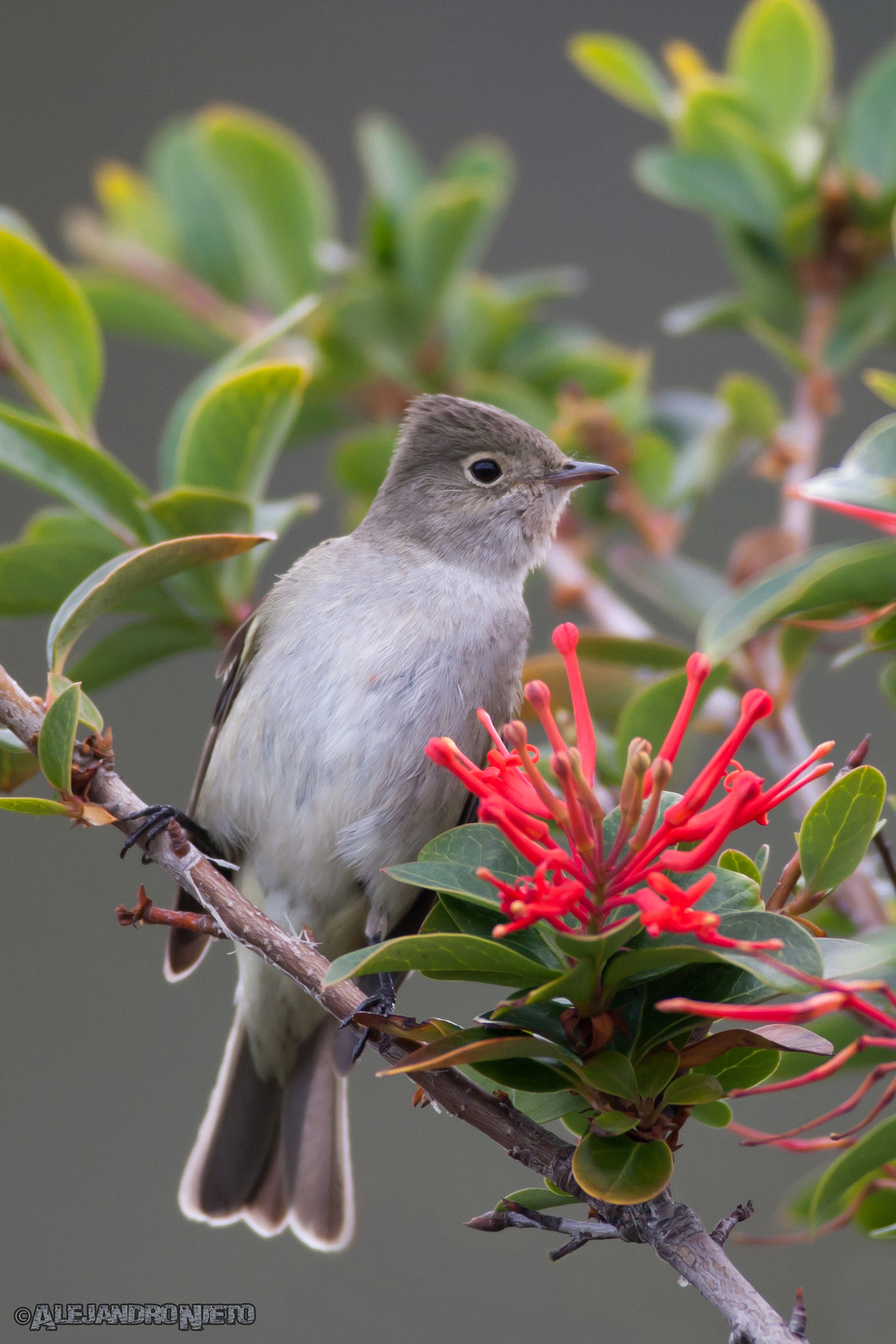 Canon EF 400mm f/2.8L sample photo. Fiofío crestiblanco (elaenia albiceps) photography