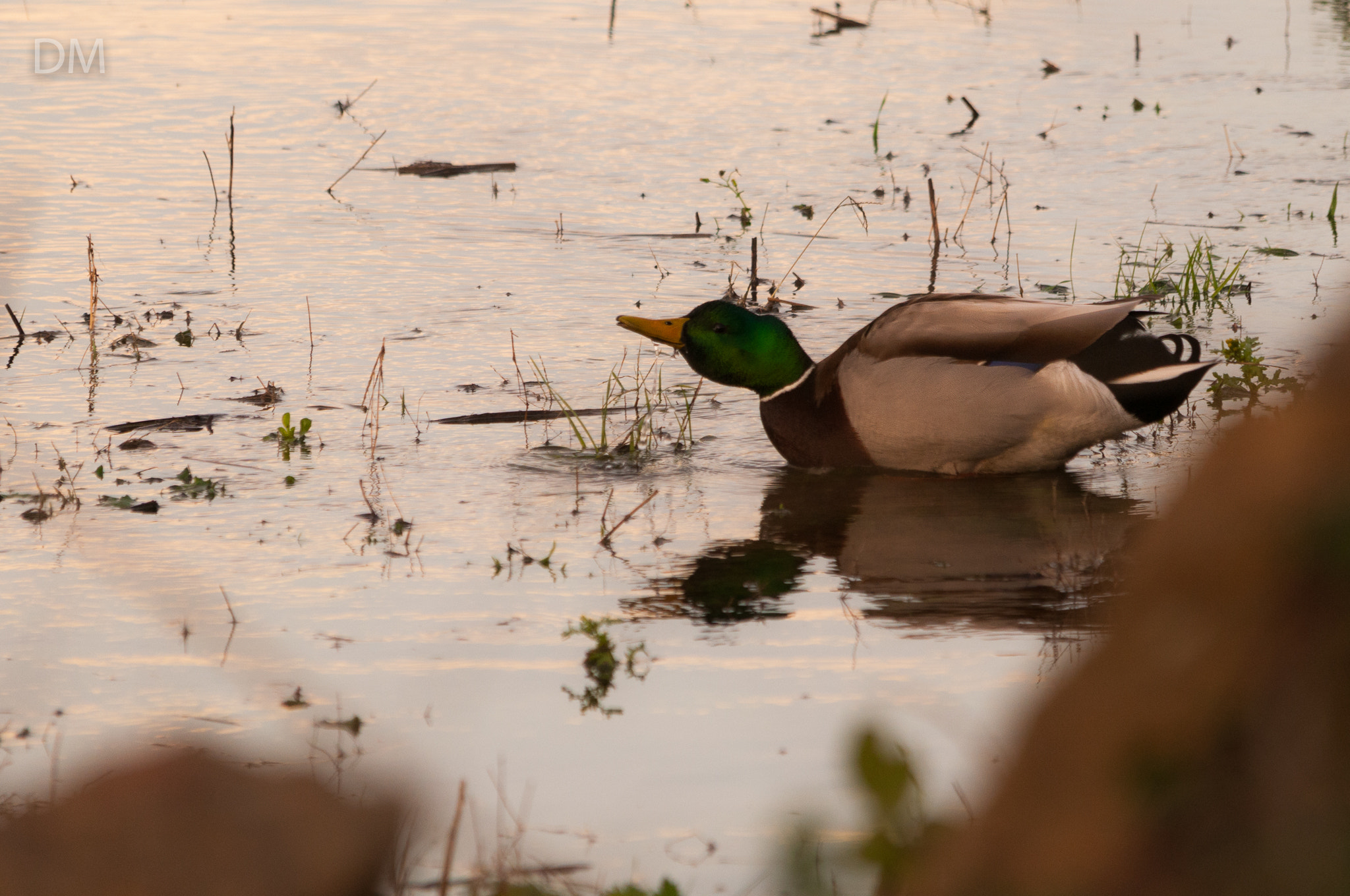 Sigma 150-500mm F5-6.3 DG OS HSM sample photo