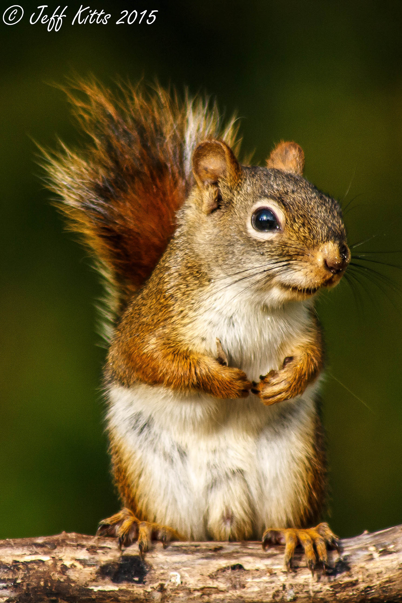 Canon EF 75-300mm f/4-5.6 USM sample photo. 3092- squirrel photography