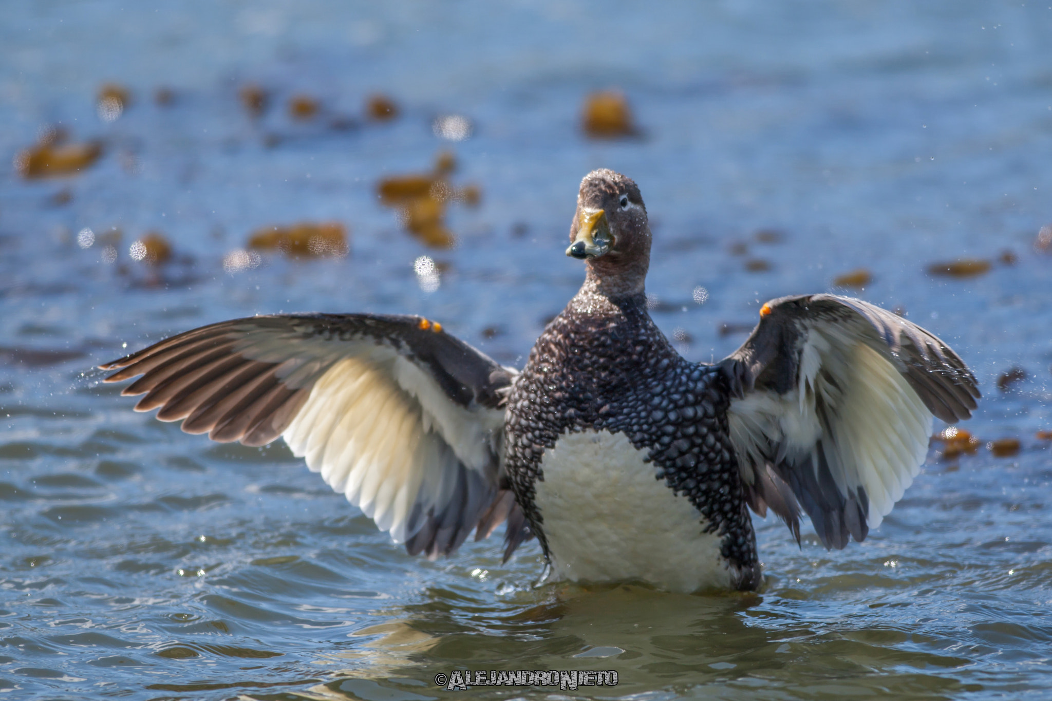 Canon EF 400mm f/2.8L sample photo. Pato vapor austral (tachyeres pteneres) photography