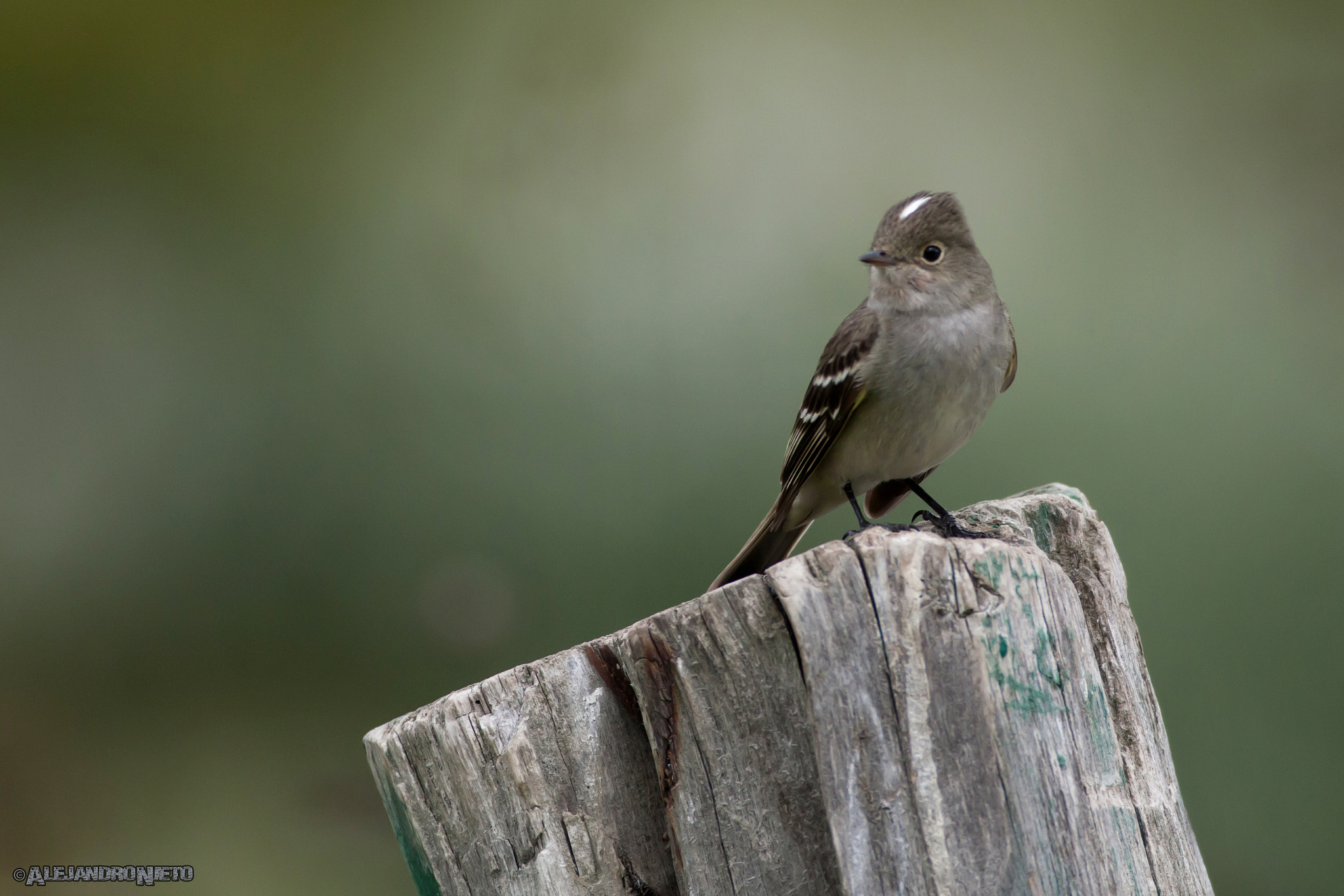 Canon EF 400mm f/2.8L sample photo. Fiofío crestiblanco (elaenia albiceps) photography