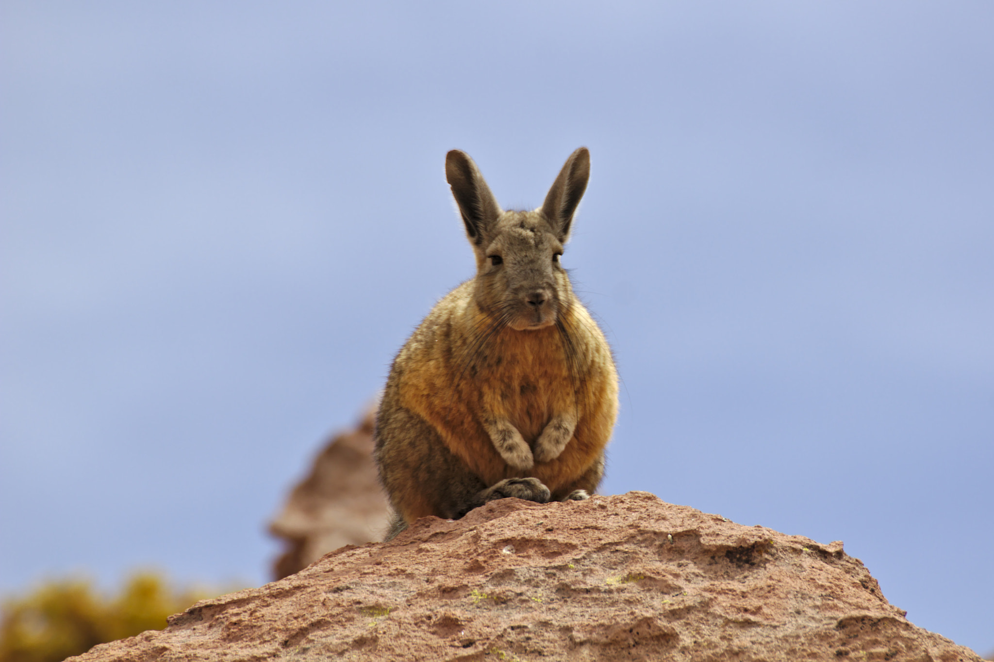 Canon EOS 550D (EOS Rebel T2i / EOS Kiss X4) + Tamron SP 70-300mm F4-5.6 Di VC USD sample photo. Southern viscacha photography