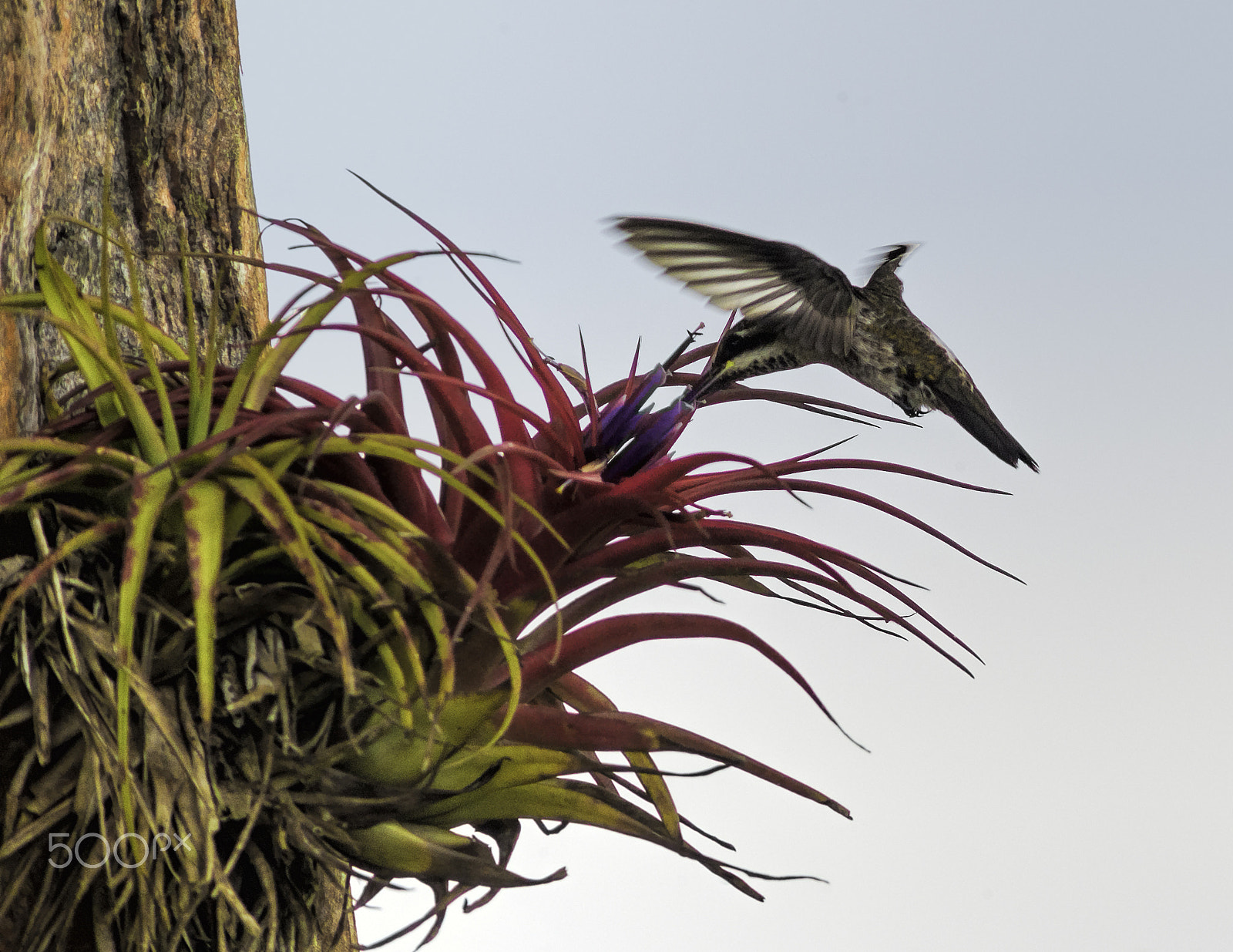 Nikon D4 + AF Zoom-Nikkor 70-210mm f/4 sample photo. Air plant  and a visitor photography