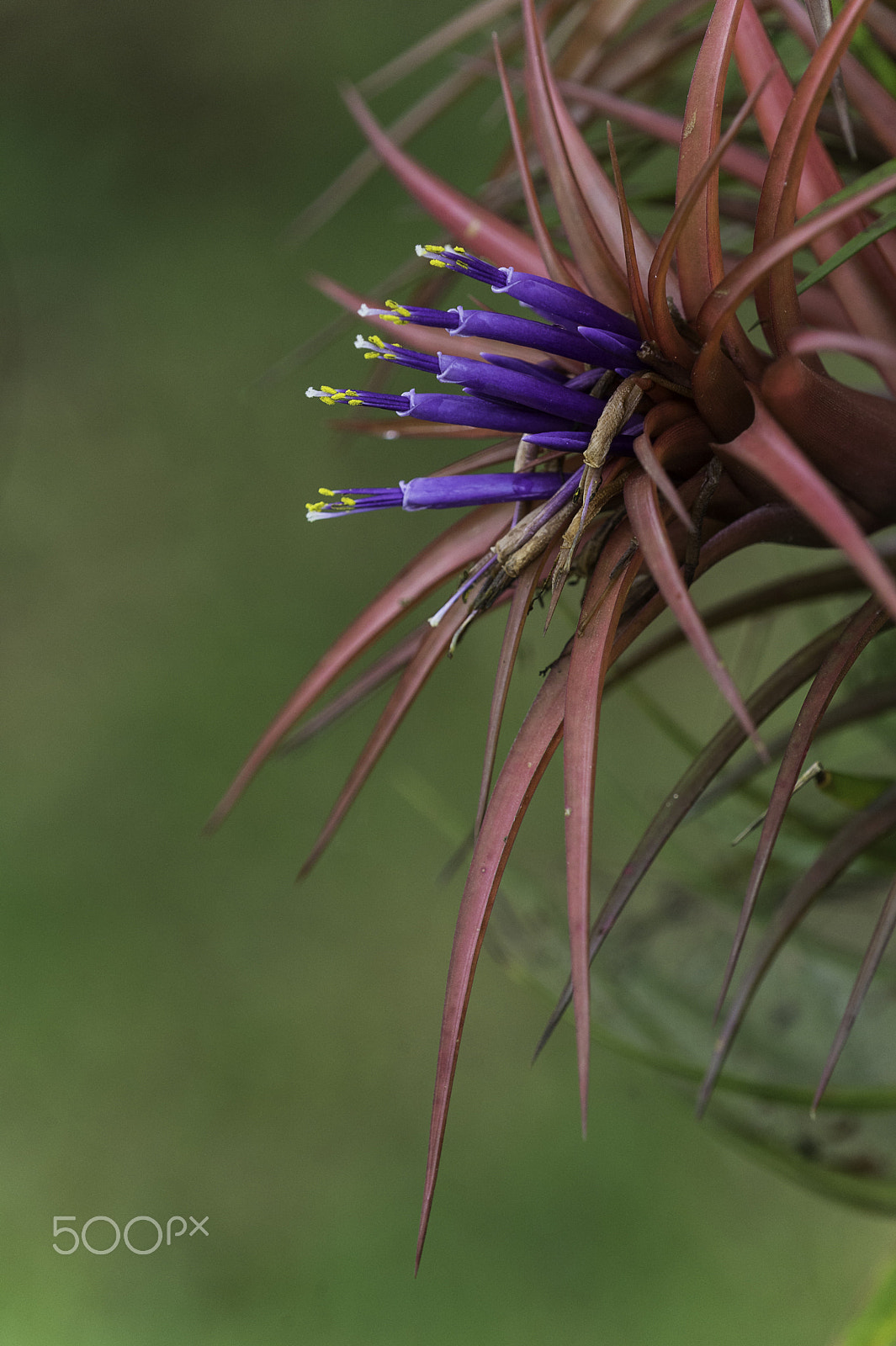 Nikon D4 + Nikon AF Micro-Nikkor 200mm F4D ED-IF sample photo. Air plant birthday cake model photography