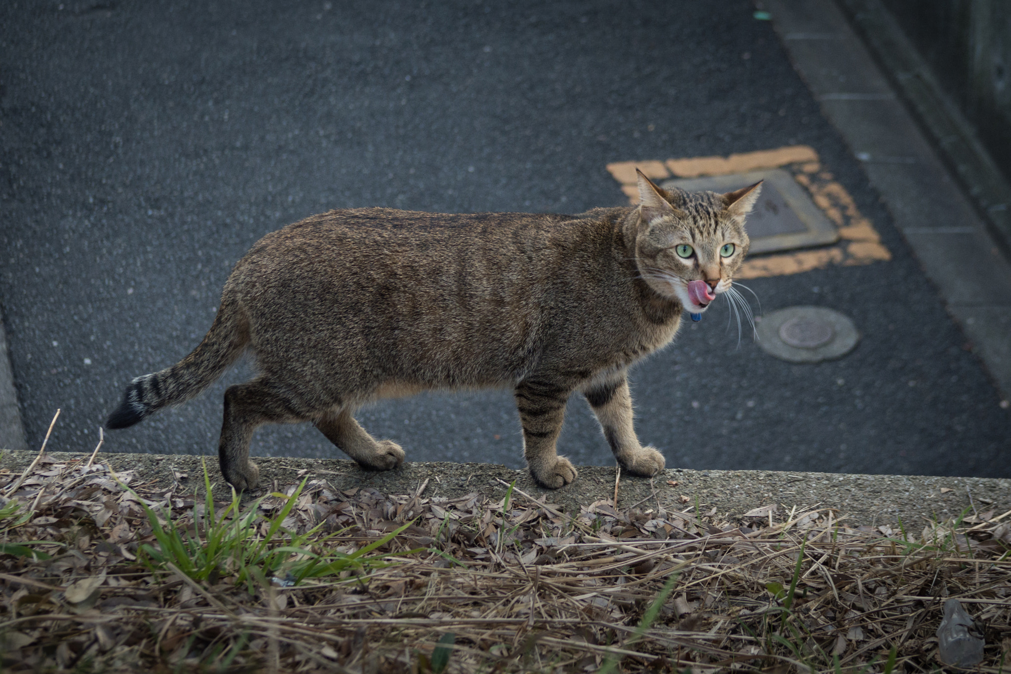Pentax 06 Telephoto 15-45mm sample photo. Licking lips photography