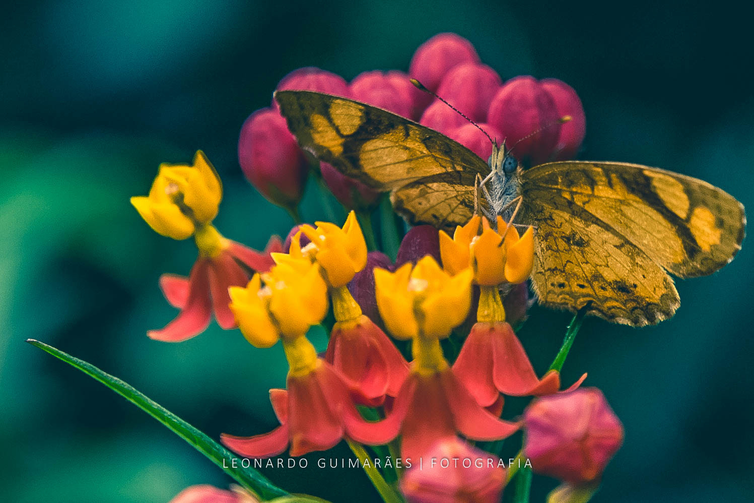 Canon EOS 40D + Canon EF 400mm f/2.8L sample photo. Miss butterfly photography