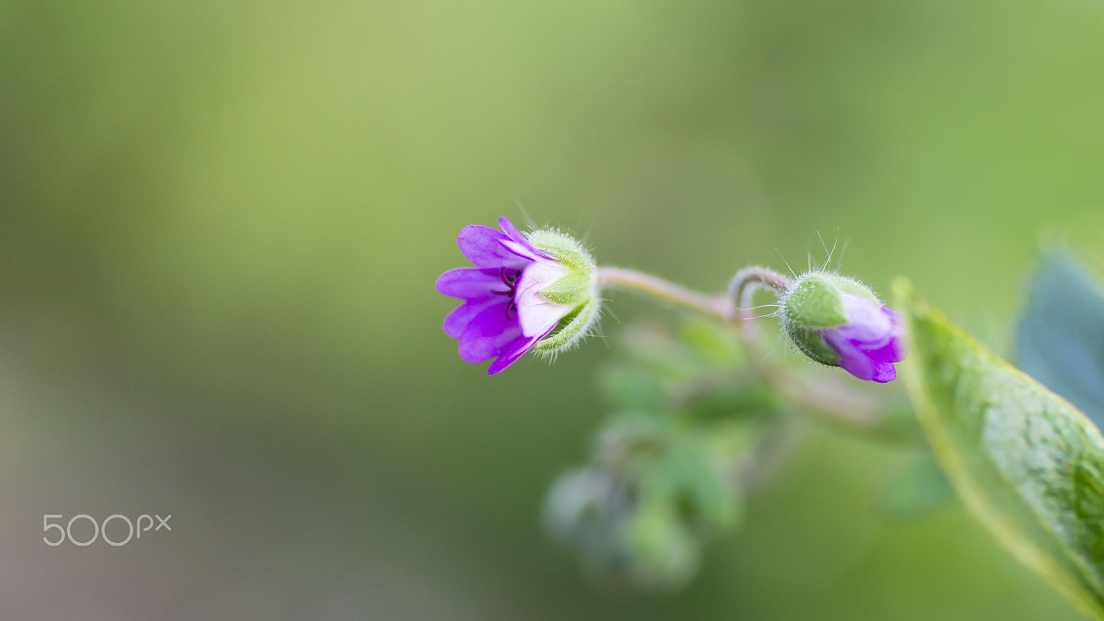 50mm F1.8 sample photo. Flor silvestre photography