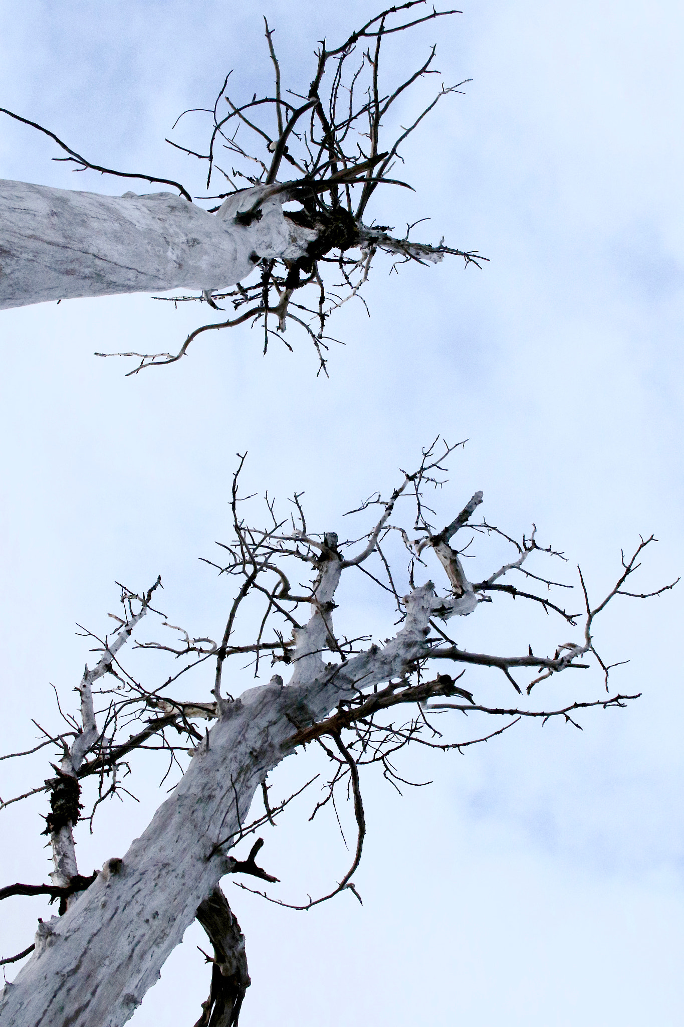 Sigma 30mm F1.4 EX DC HSM sample photo. Dead trees photography