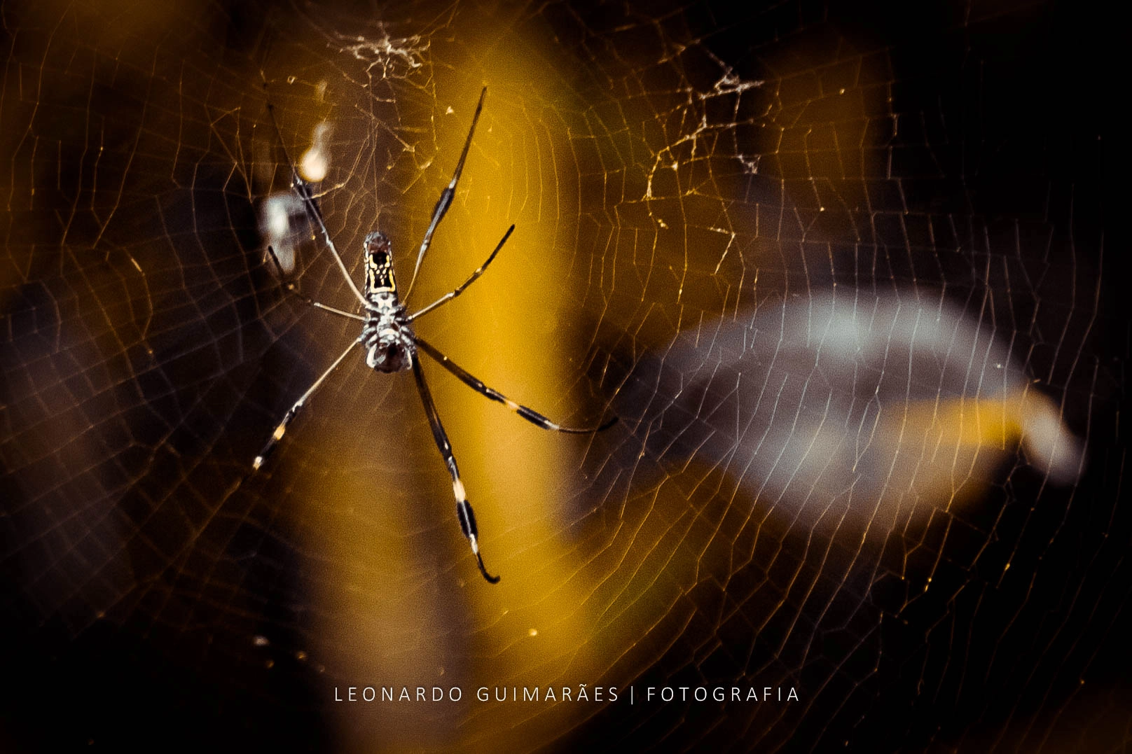 Canon EOS 40D + Canon EF 400mm f/2.8L sample photo. Yellow spider photography