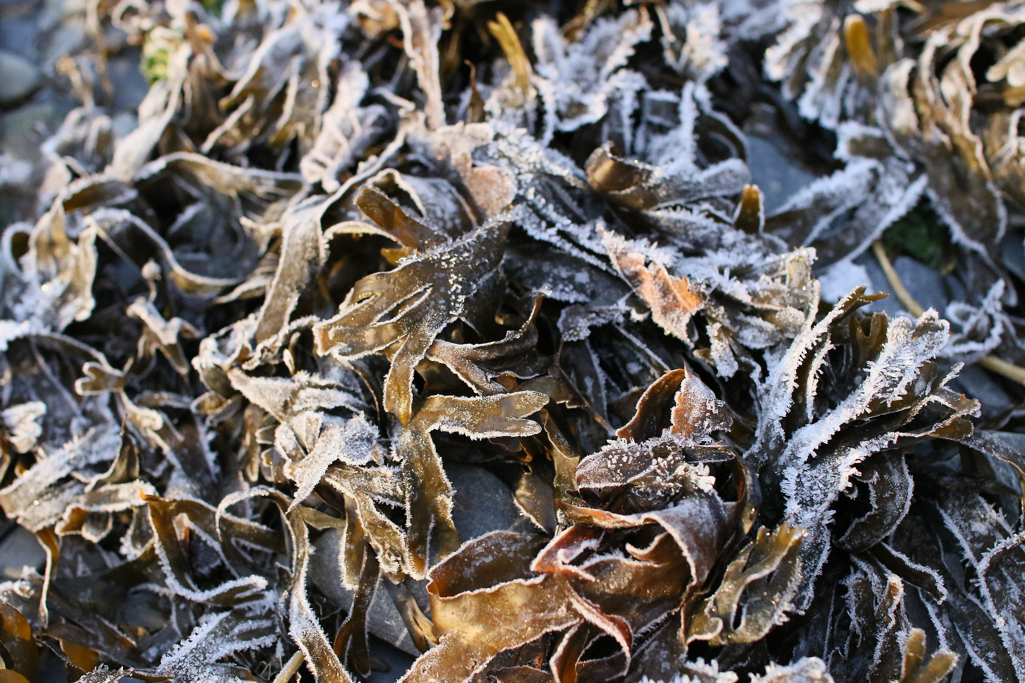 Sigma 30mm F1.4 EX DC HSM sample photo. Seaweed photography