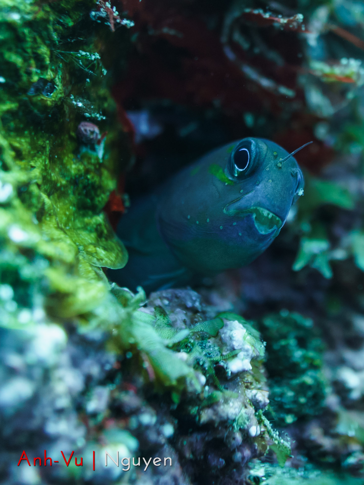 Sony Alpha NEX-5R + Sony E 30mm F3.5 Macro sample photo. Blenny photography
