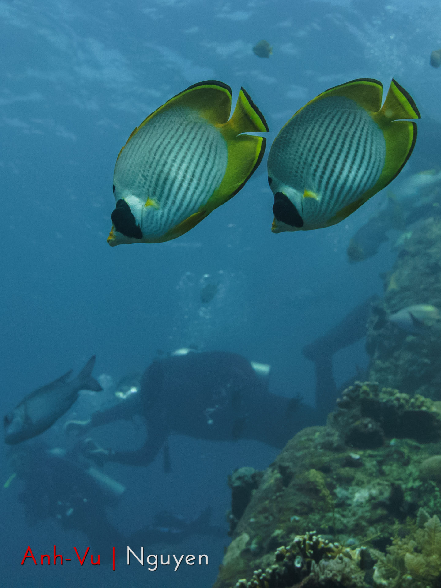 Sony Alpha NEX-5R + Sony E 30mm F3.5 Macro sample photo. Butterflyfishes couple photography