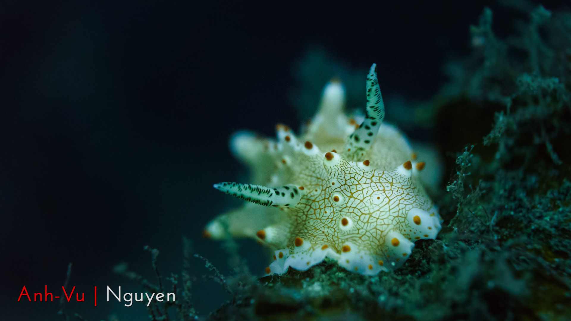 Sony Alpha NEX-5R + Sony E 30mm F3.5 Macro sample photo. Seaslug photography