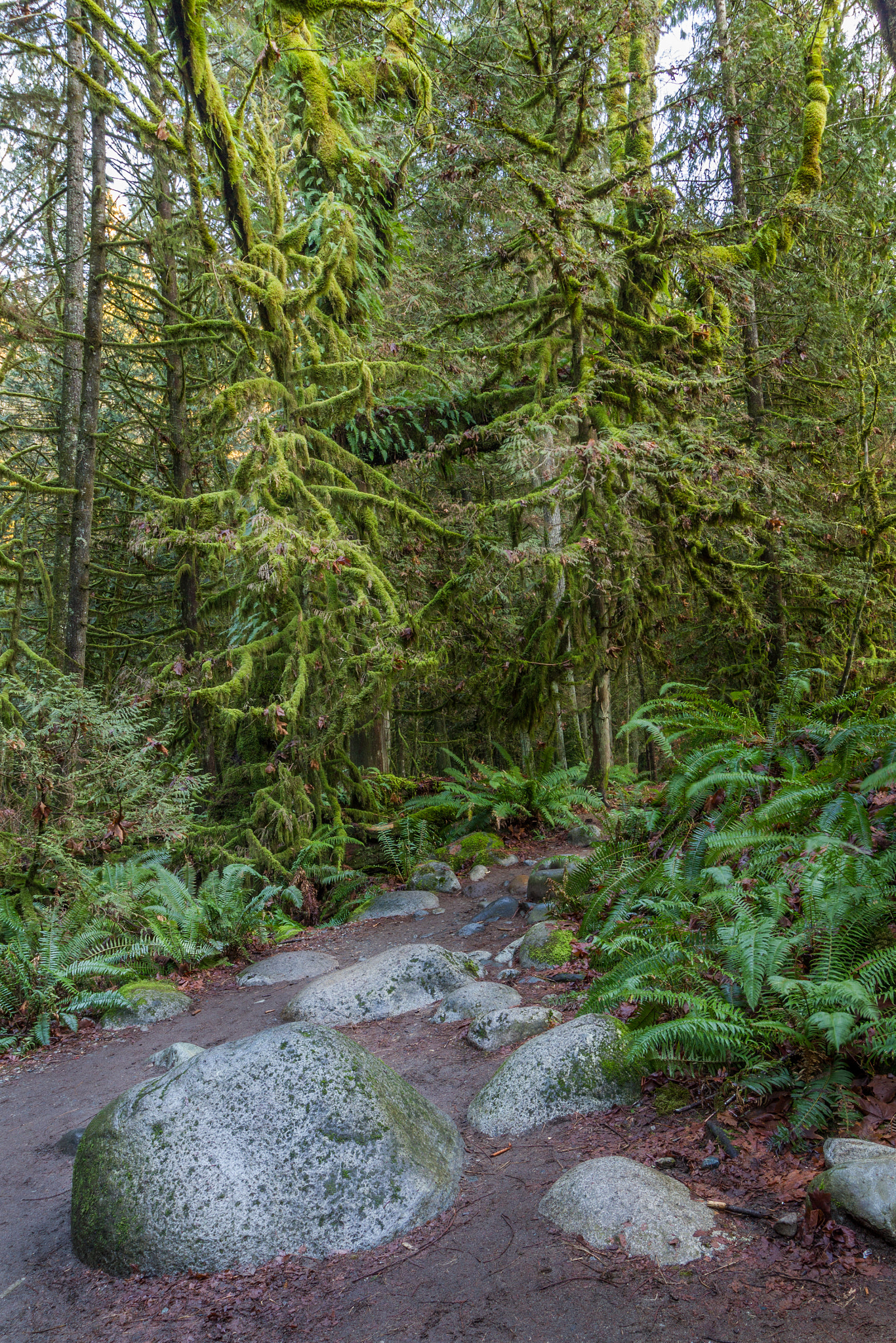 Canon EF-S 10-18mm F4.5–5.6 IS STM sample photo. Woods photography