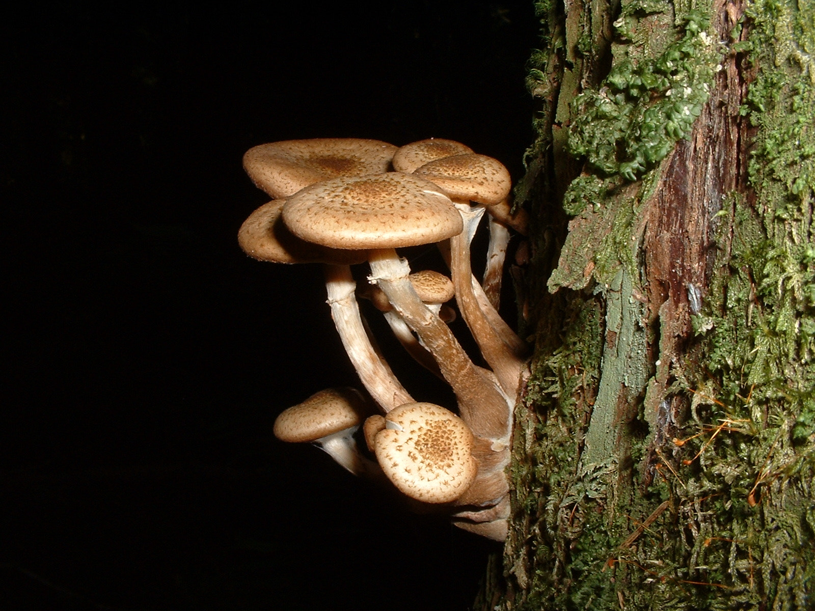 Fujifilm FinePix2650 sample photo. Mushroom kingdom photography