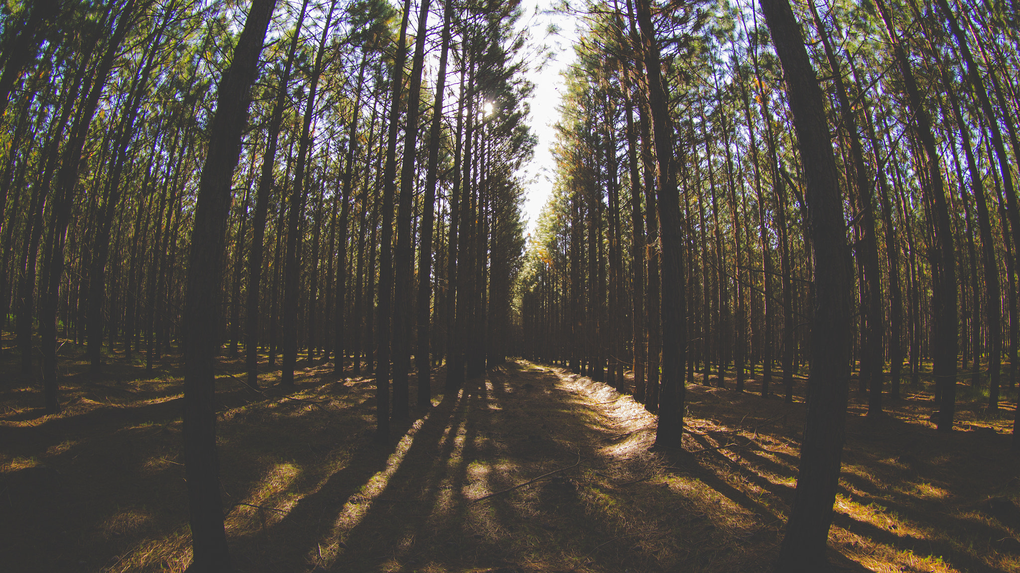 Canon EF 8-15mm F4L Fisheye USM sample photo
