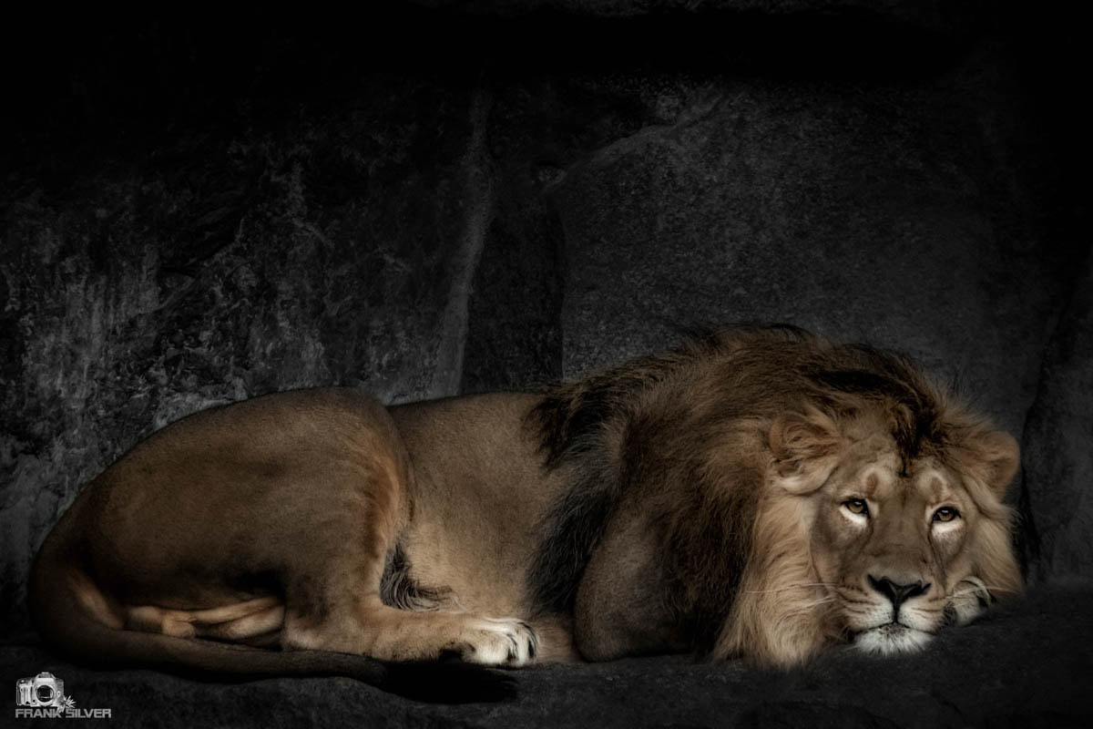 Sigma 70-200mm F2.8 EX DG OS HSM sample photo. Lion king photography