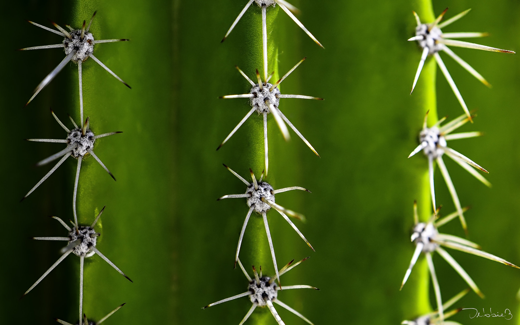 Nikon AF-S DX Micro-Nikkor 85mm F3.5G ED VR sample photo. Cactus photography