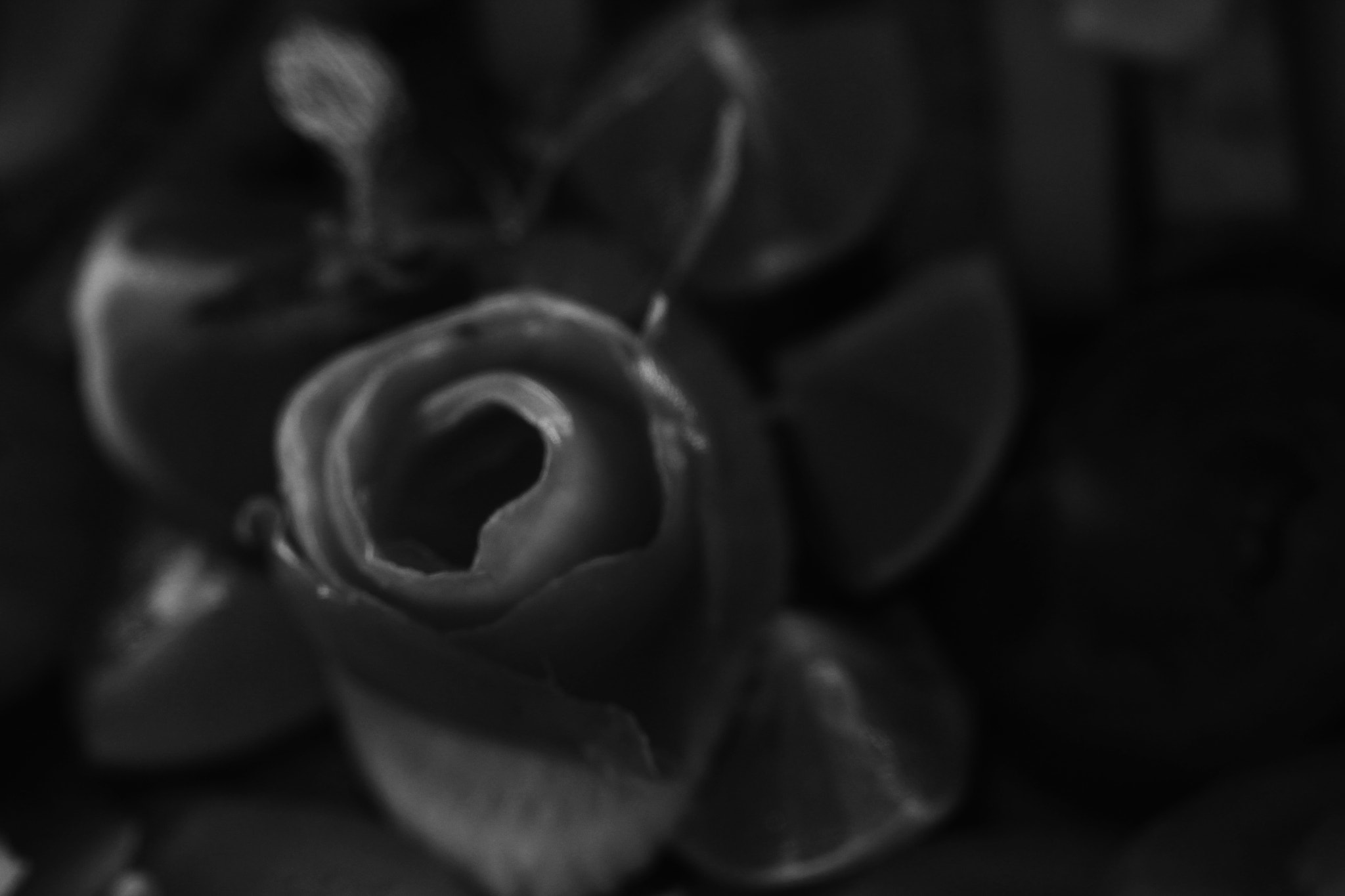 Canon EF 100mm F2.8 Macro USM sample photo. Bloom photography