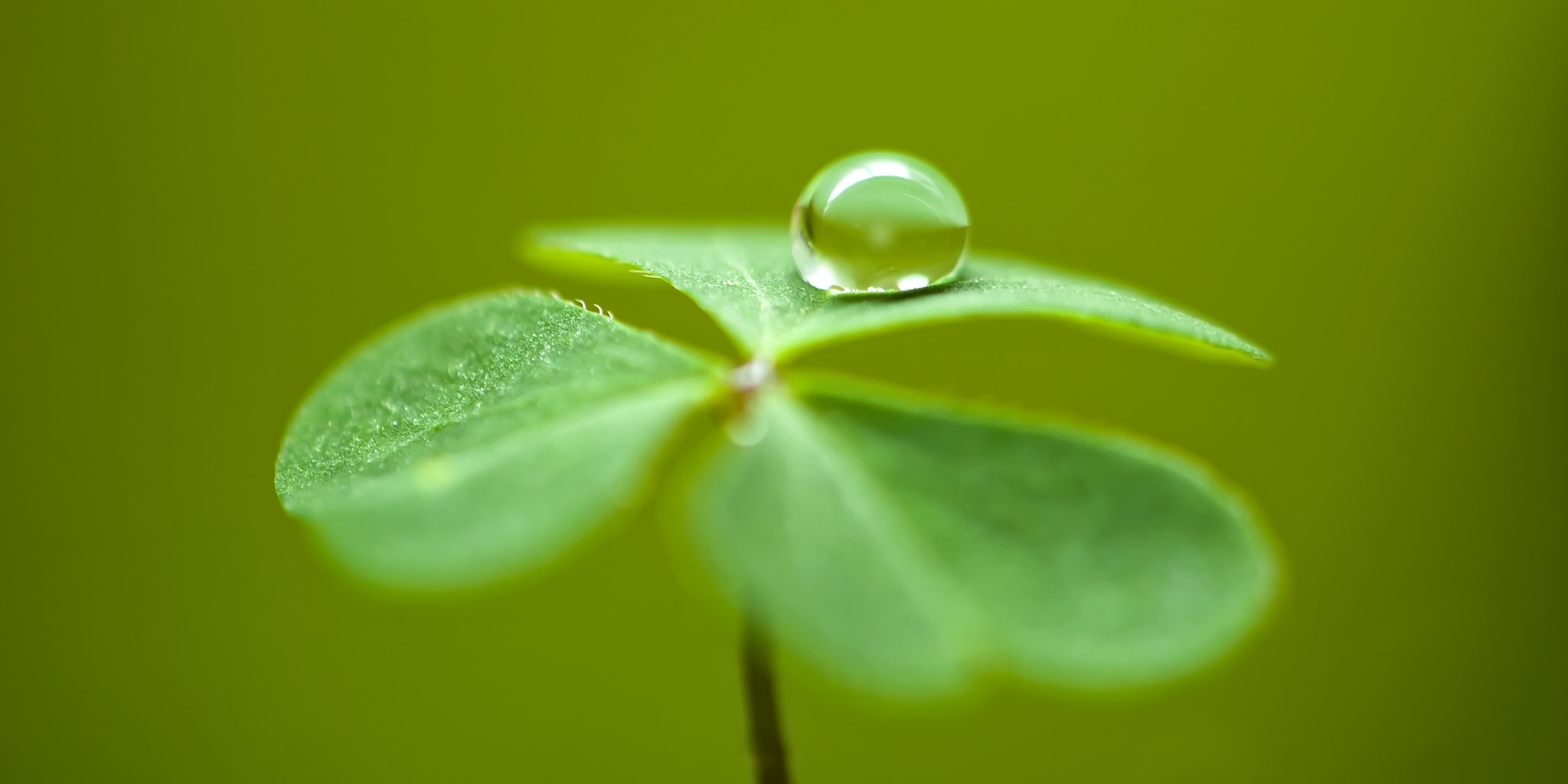 Nikon AF-S DX Micro-Nikkor 85mm F3.5G ED VR sample photo. Clover drop photography