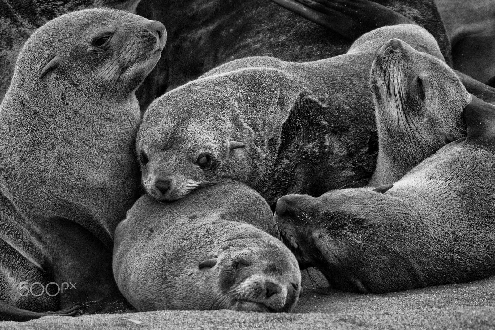 Canon EF 500mm f/4.5L + 1.4x sample photo. Cape fur seals photography