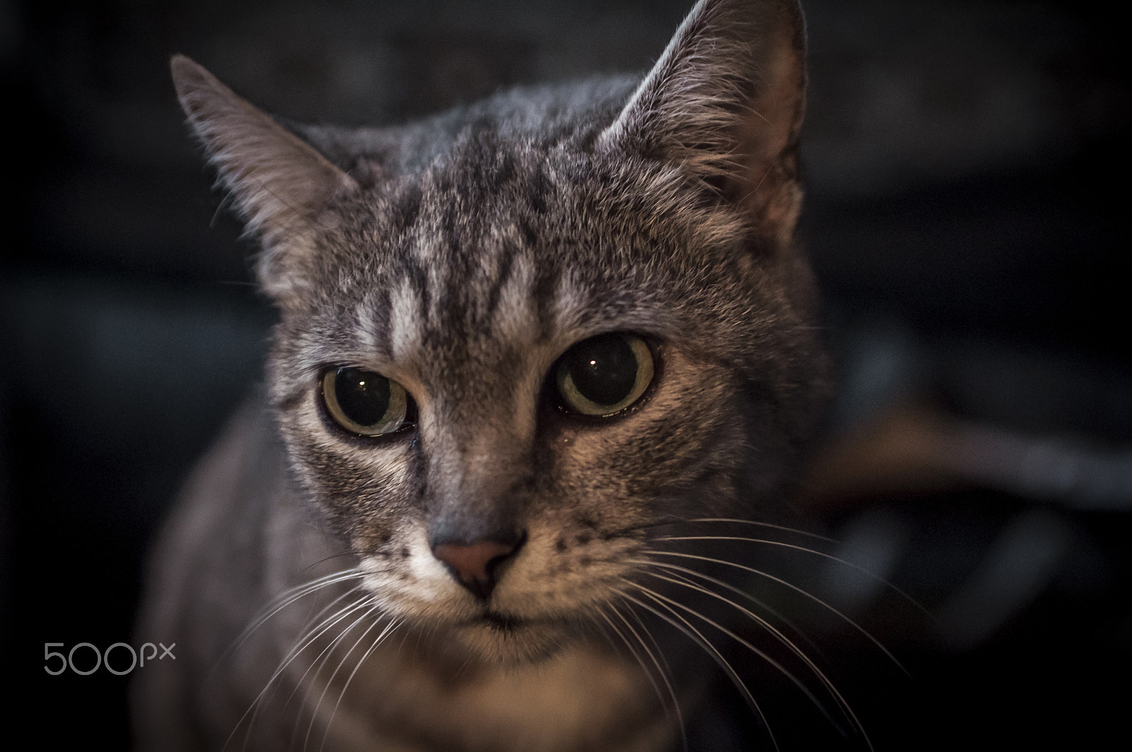 Nikon D90 + AF Zoom-Nikkor 35-70mm f/2.8 sample photo. The sad cat... photography