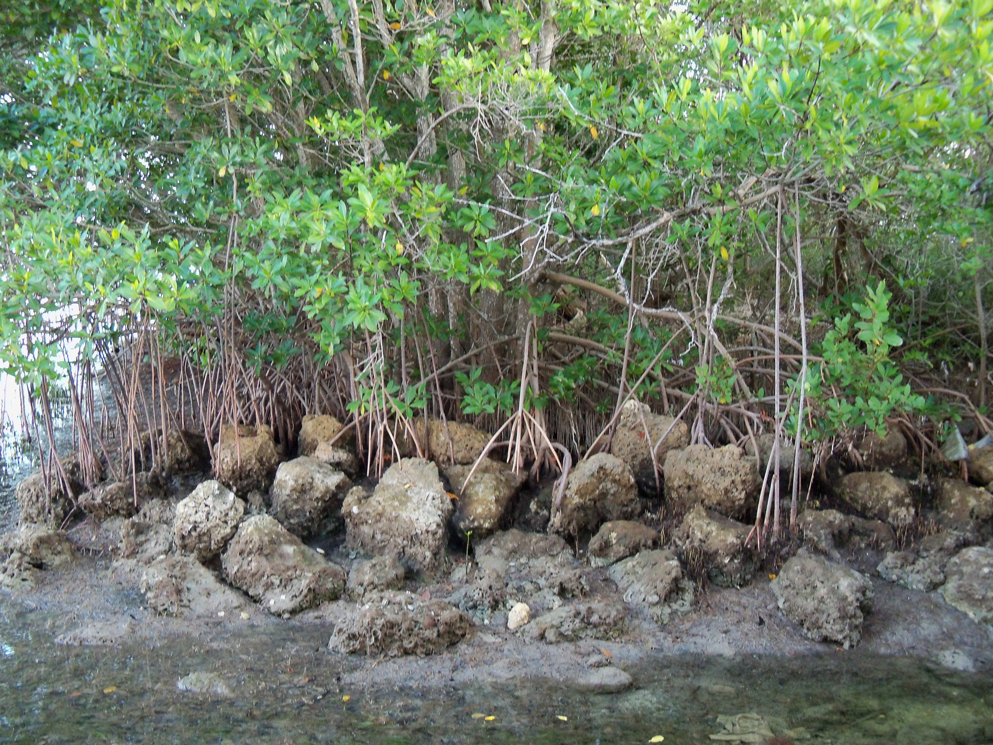 Kodak EasyShare Z915 sample photo. Mangrove island photography
