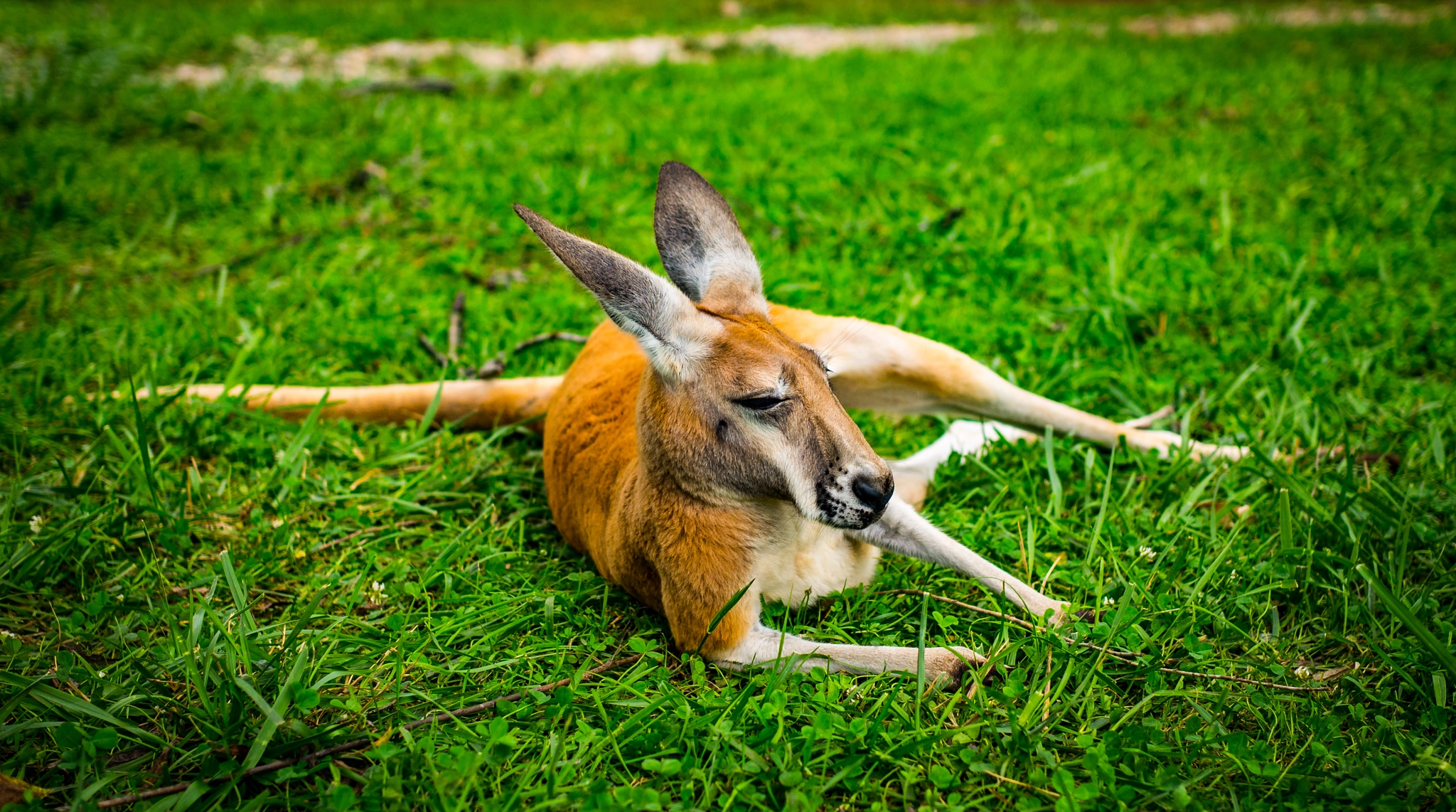 Panasonic Lumix DMC-GX7 + Olympus M.Zuiko Digital 25mm F1.8 sample photo. Kangaroo taking a break photography