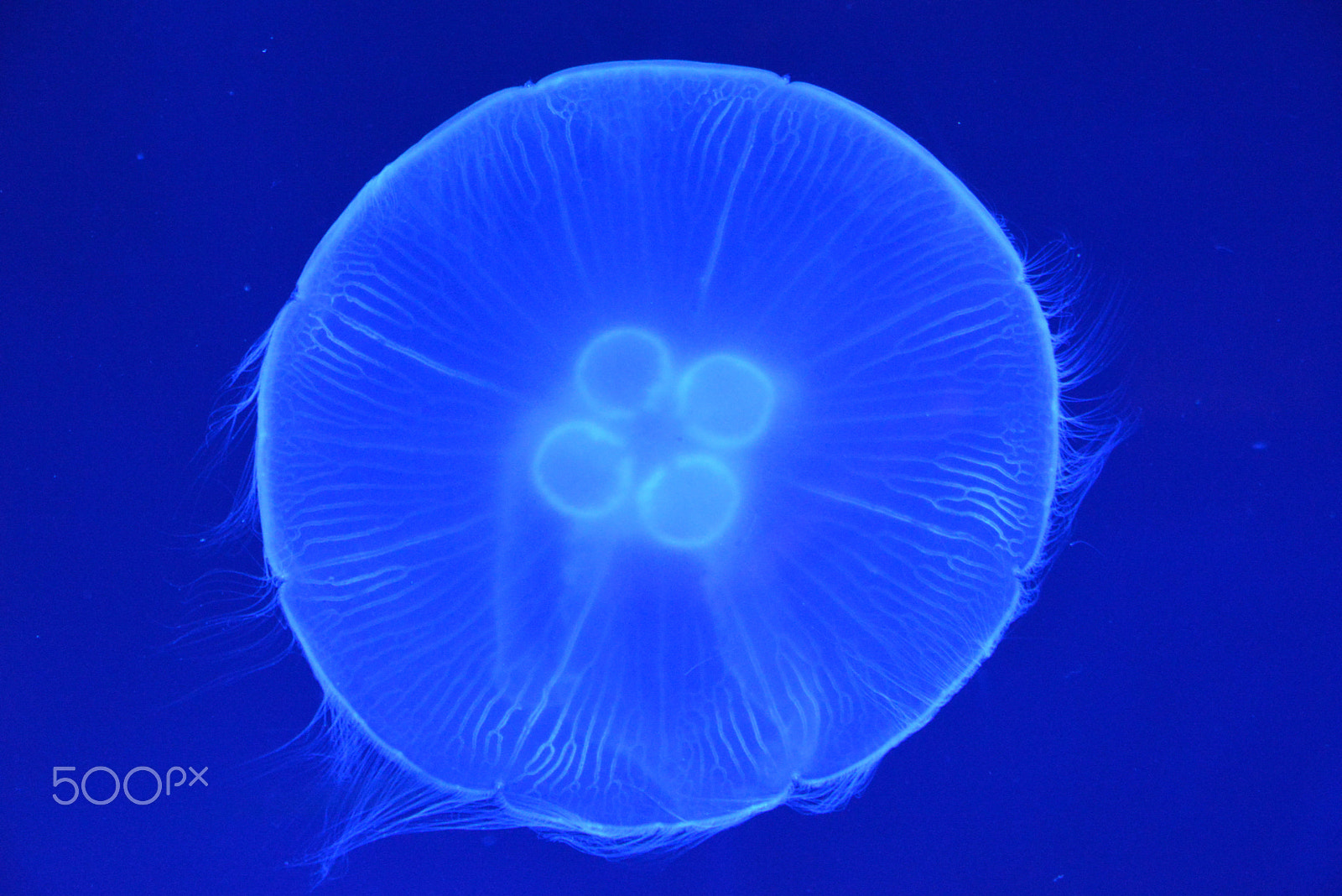 AF Zoom-Nikkor 24-120mm f/3.5-5.6D IF sample photo. Medusa photography