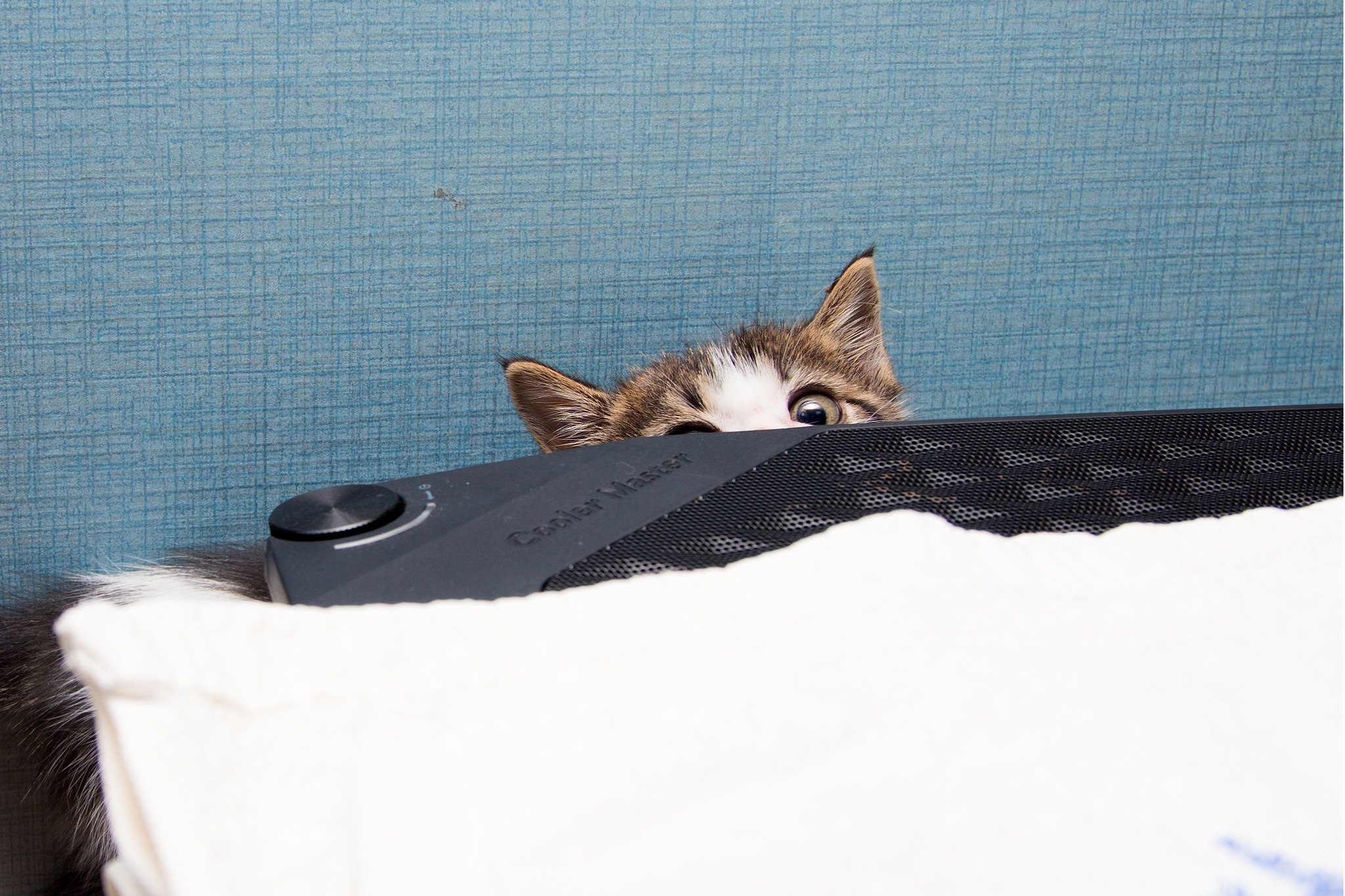 Olympus PEN E-P5 sample photo. Kitten photography