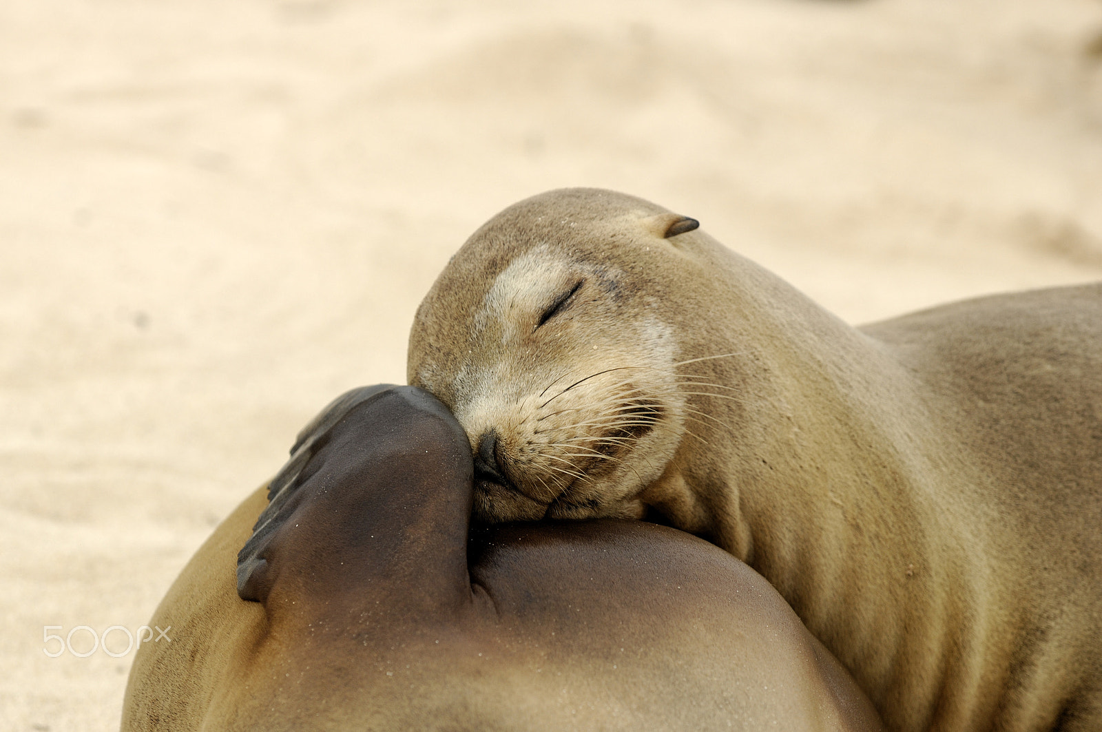 Nikon D2X sample photo. Sleep on the mum photography