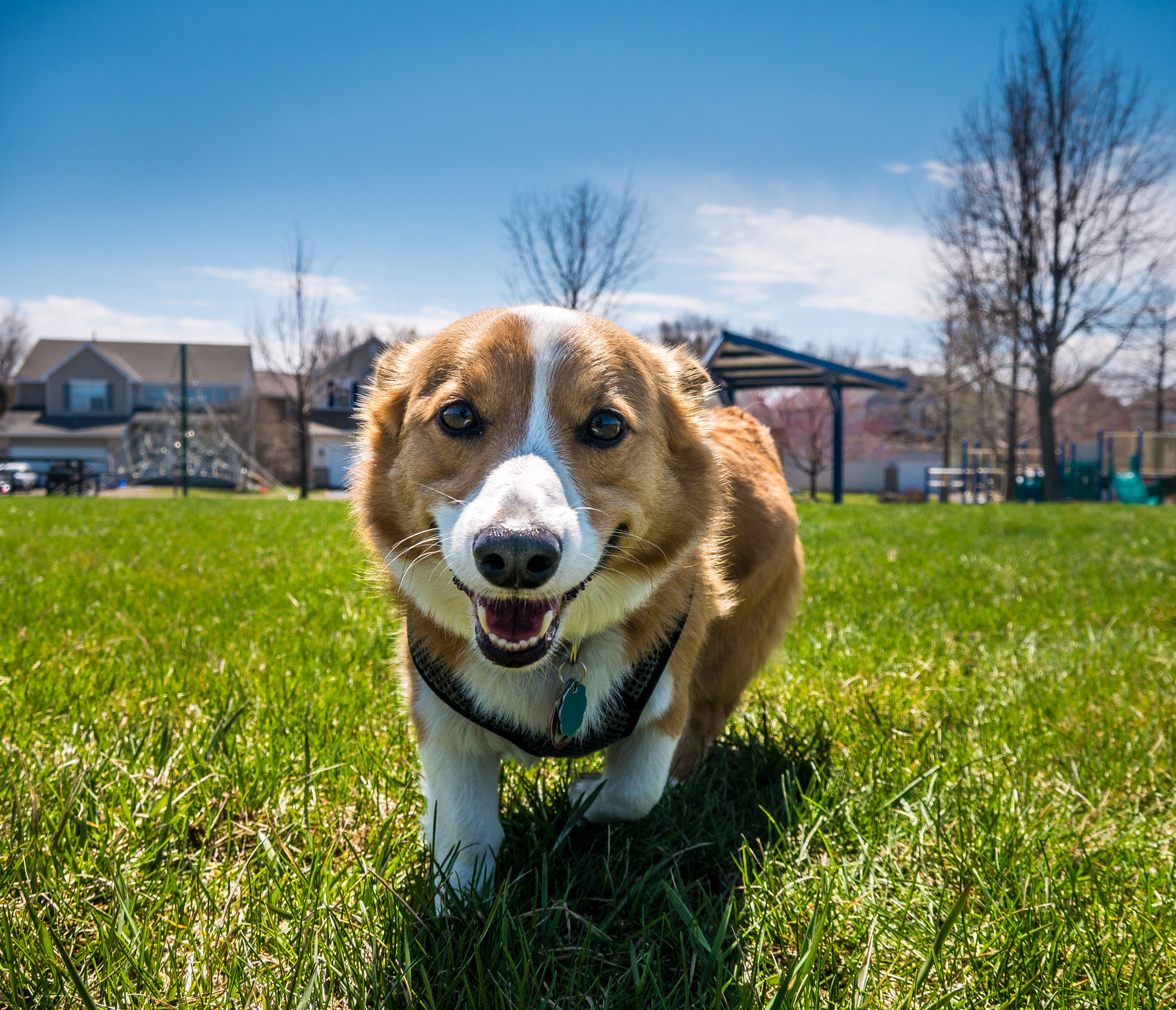 LUMIX G VARIO PZ 14-42/F3.5-5.6 sample photo. Playful puppy photography