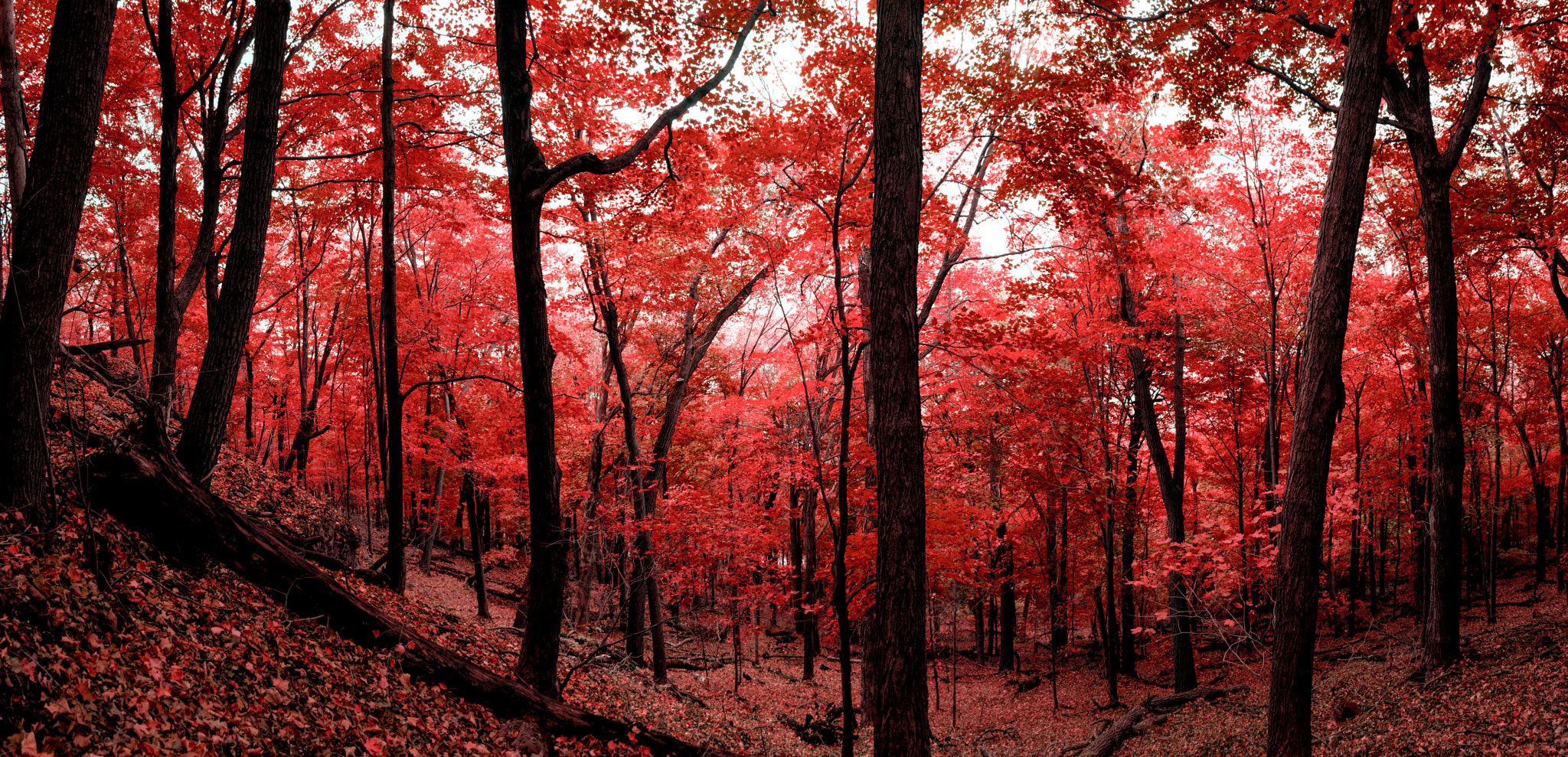 LUMIX G VARIO PZ 14-42/F3.5-5.6 sample photo. Red forest photography
