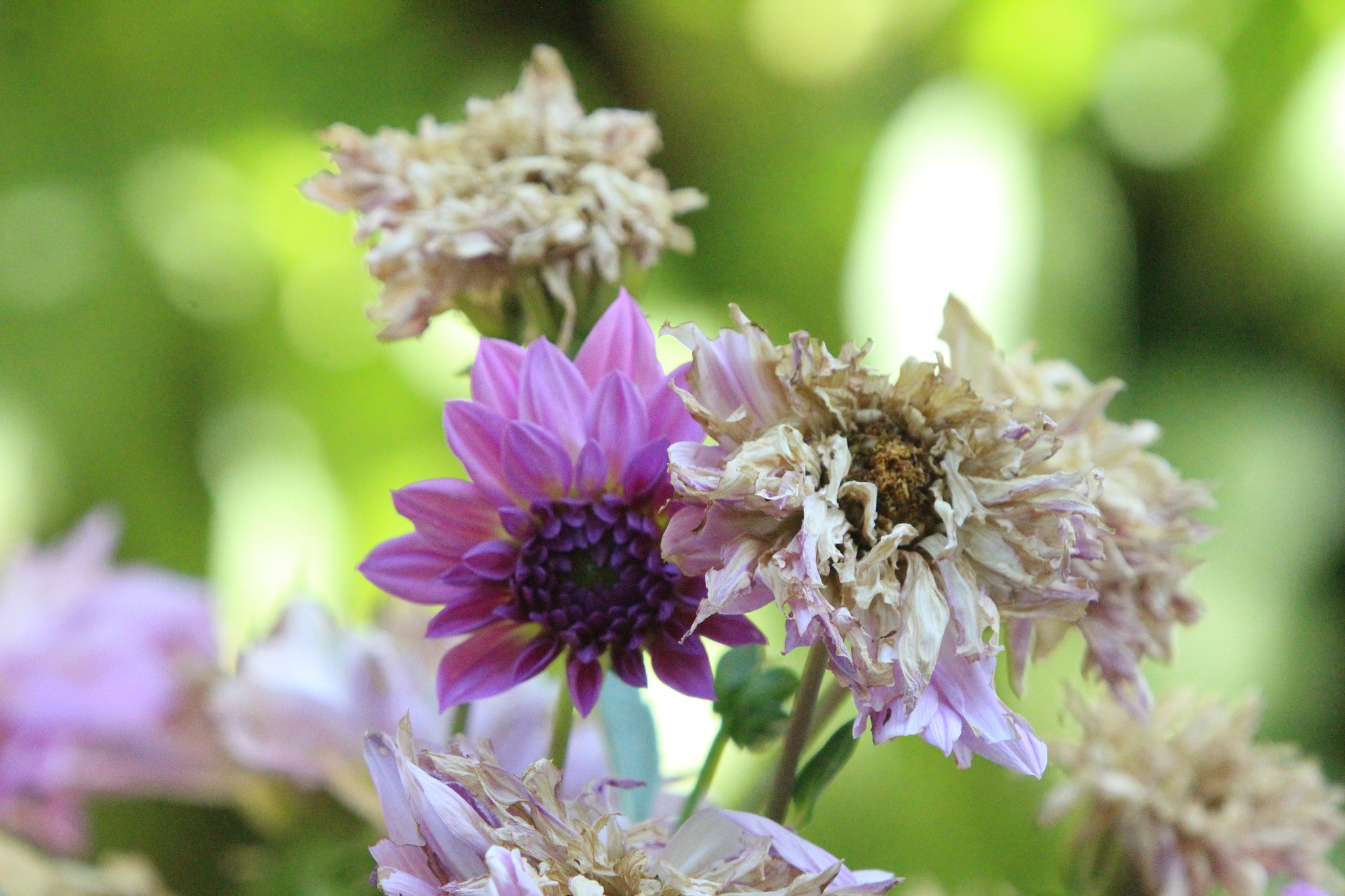 Sigma 50-500mm f/4-6.3 APO HSM EX sample photo. Nature #2 photography