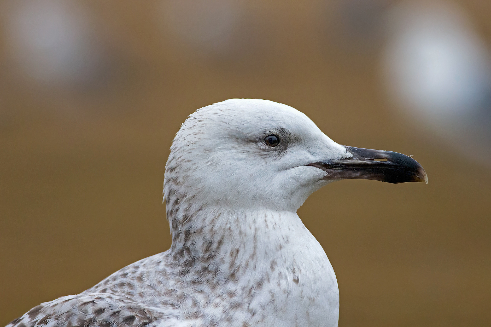 Canon EOS-1D X + Canon EF 400mm F5.6L USM sample photo. Caspian gull (larus cachinnans) photography