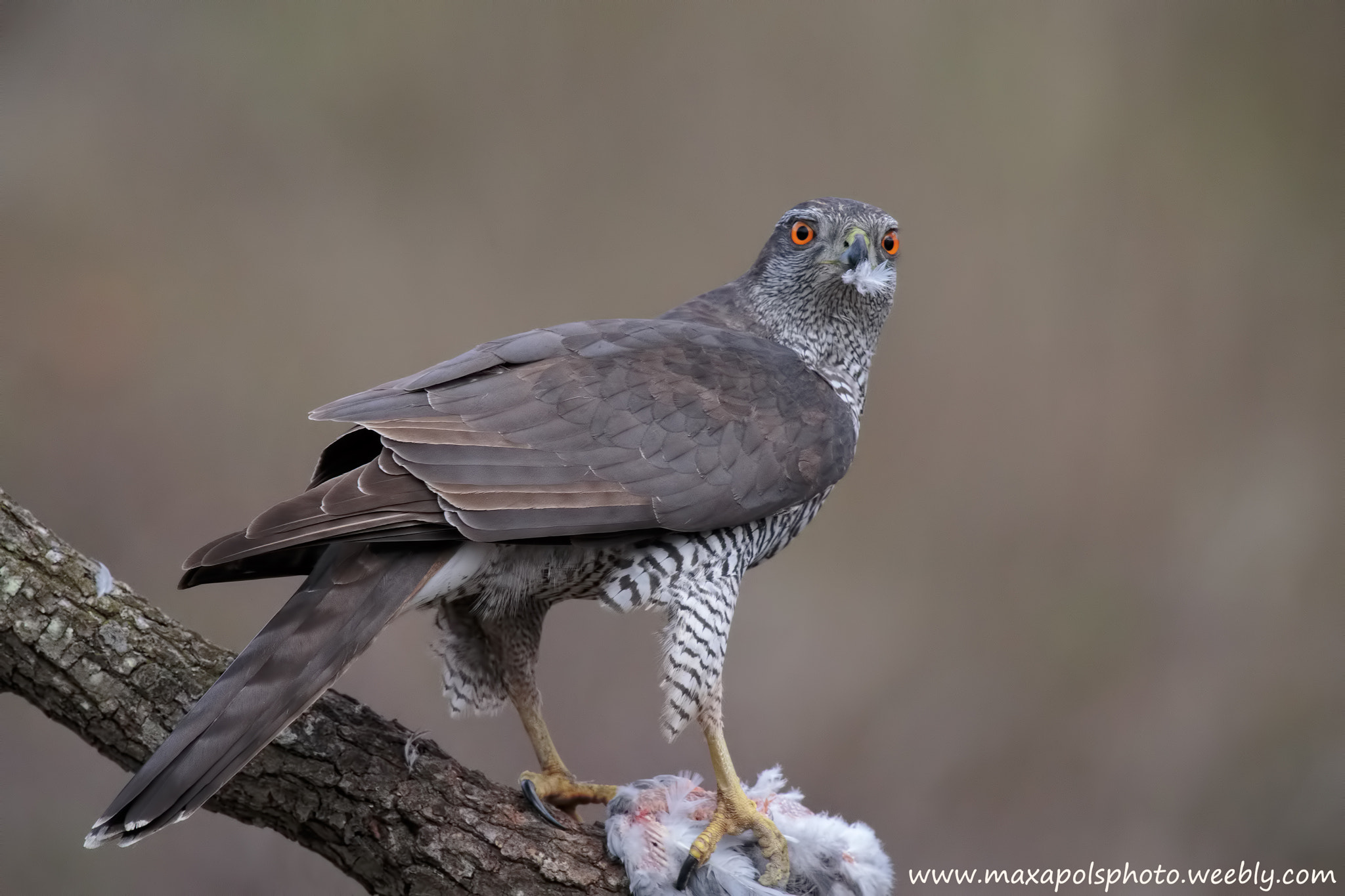 Canon EF 500mm F4L IS II USM sample photo. Goshawk photography