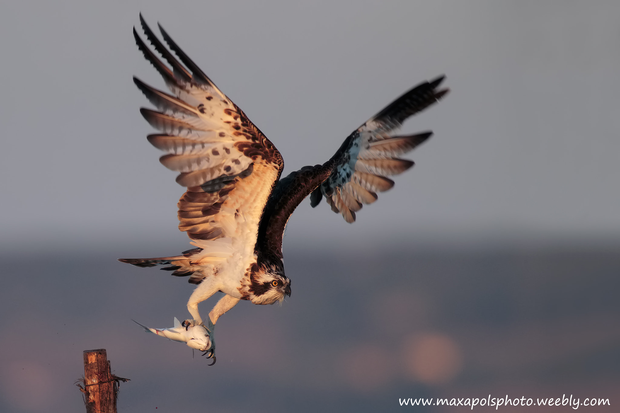 Canon EF 500mm F4L IS II USM sample photo. Osprey photography
